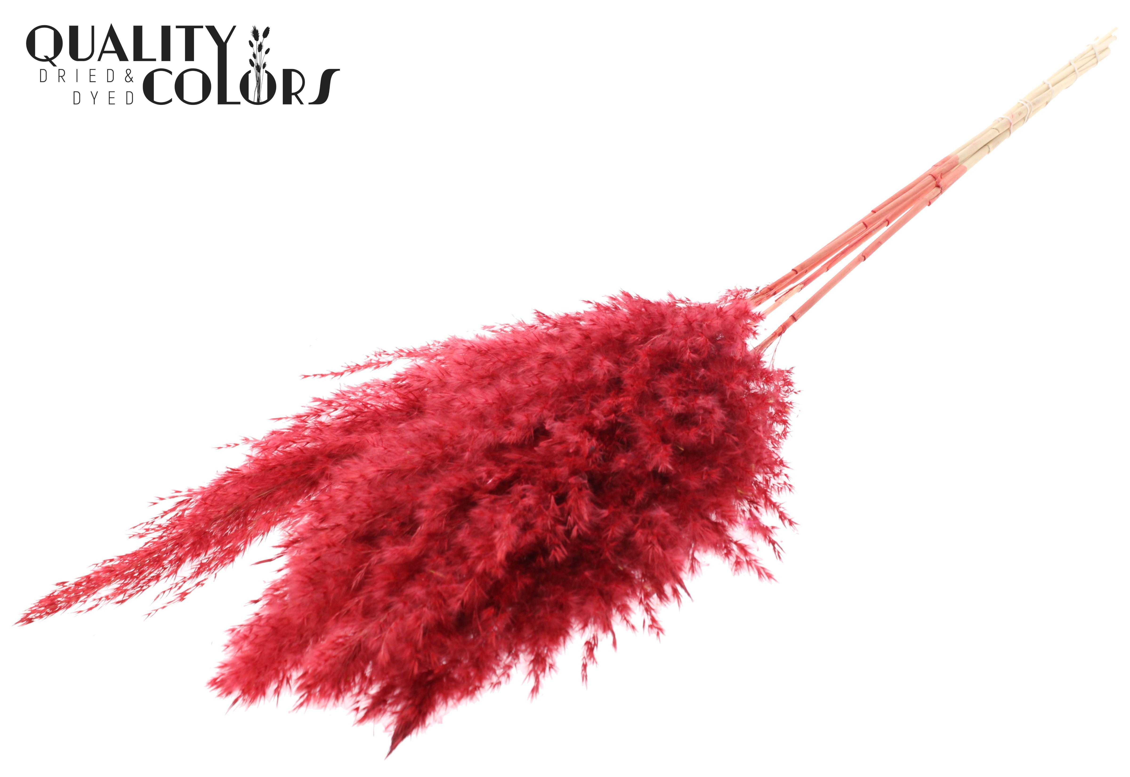 Pampas Grass Red Per Bunch 100cm