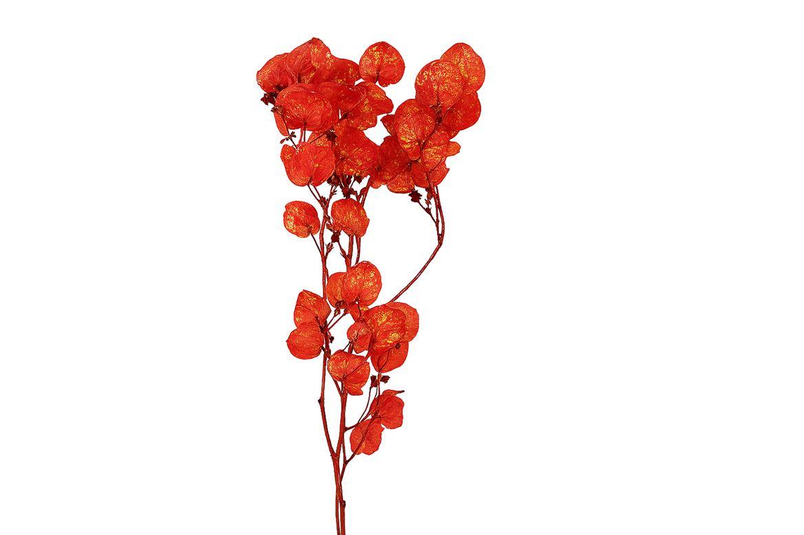 Dried Artz Bougainvillea Picasso Bunch