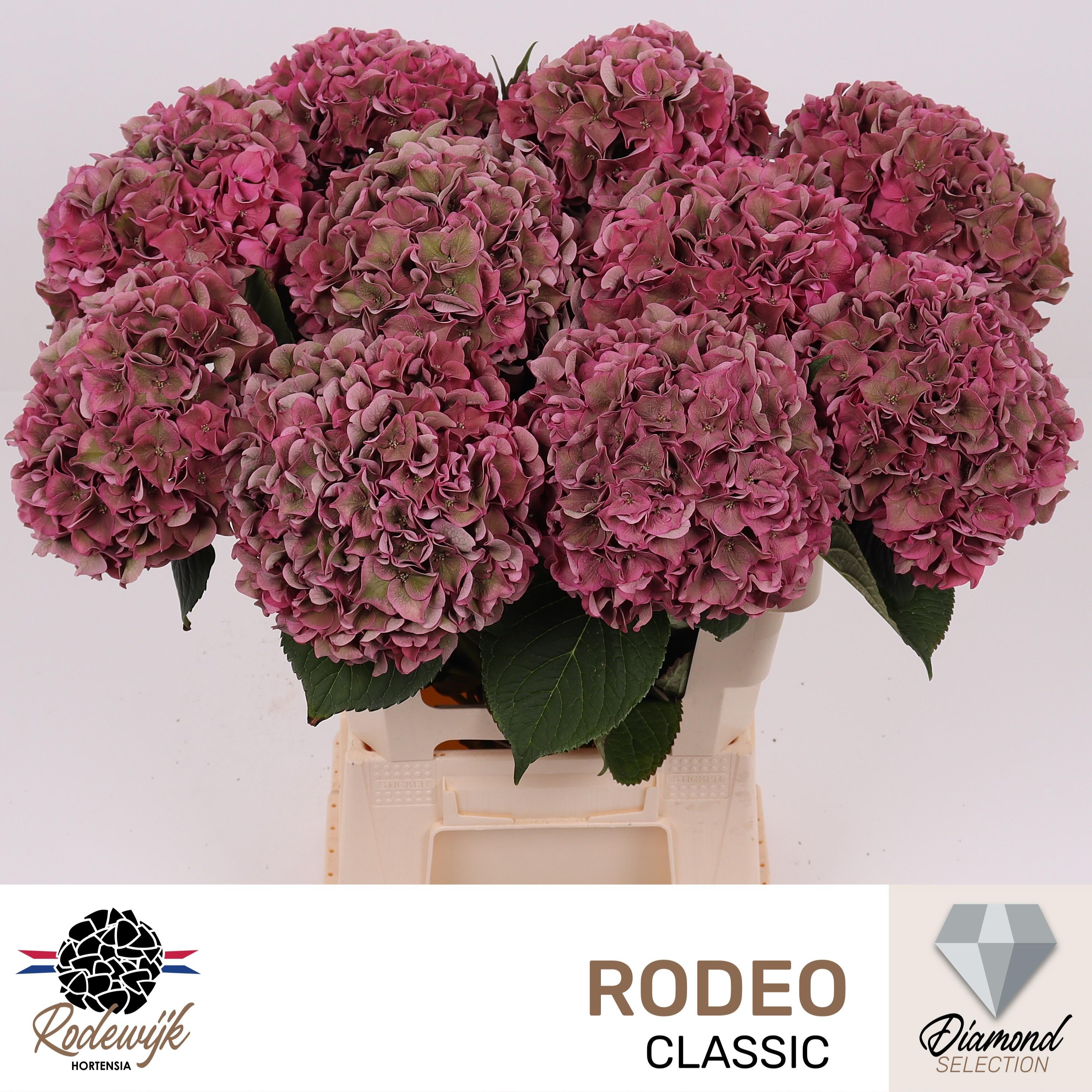 Hydr M Ch Rodeo Cl 60 cm