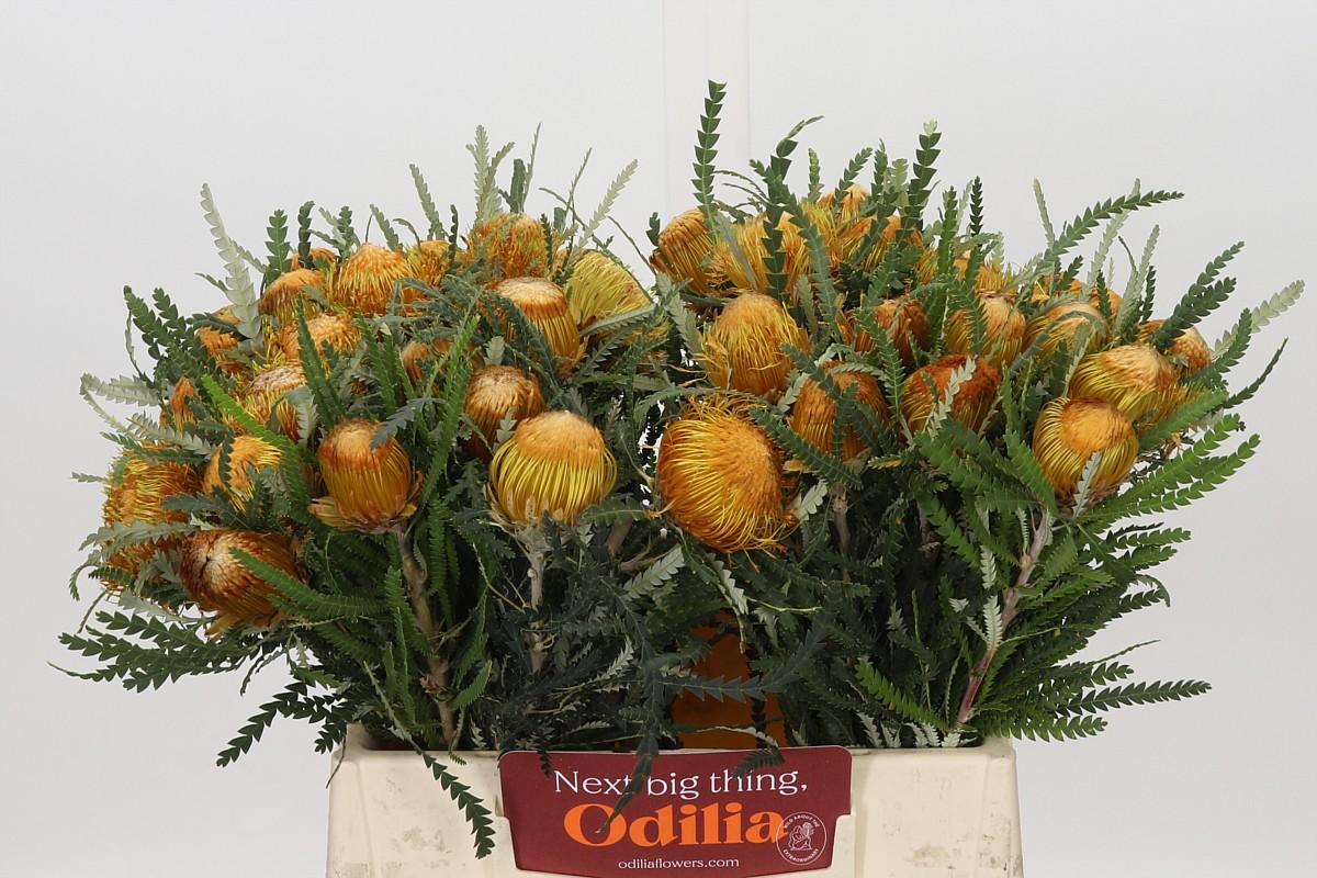 Banksia Dryandra