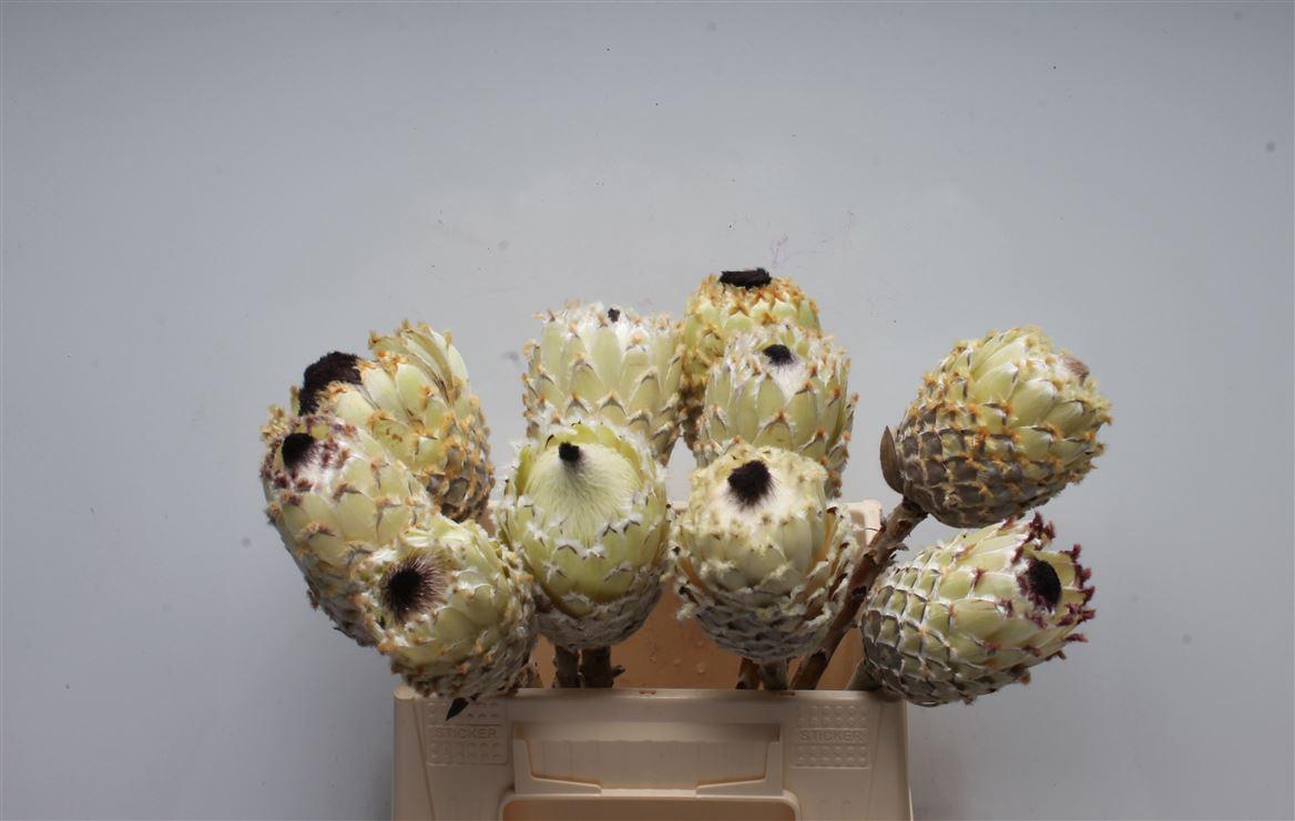 Protea Barb Snow Queen No Leaves