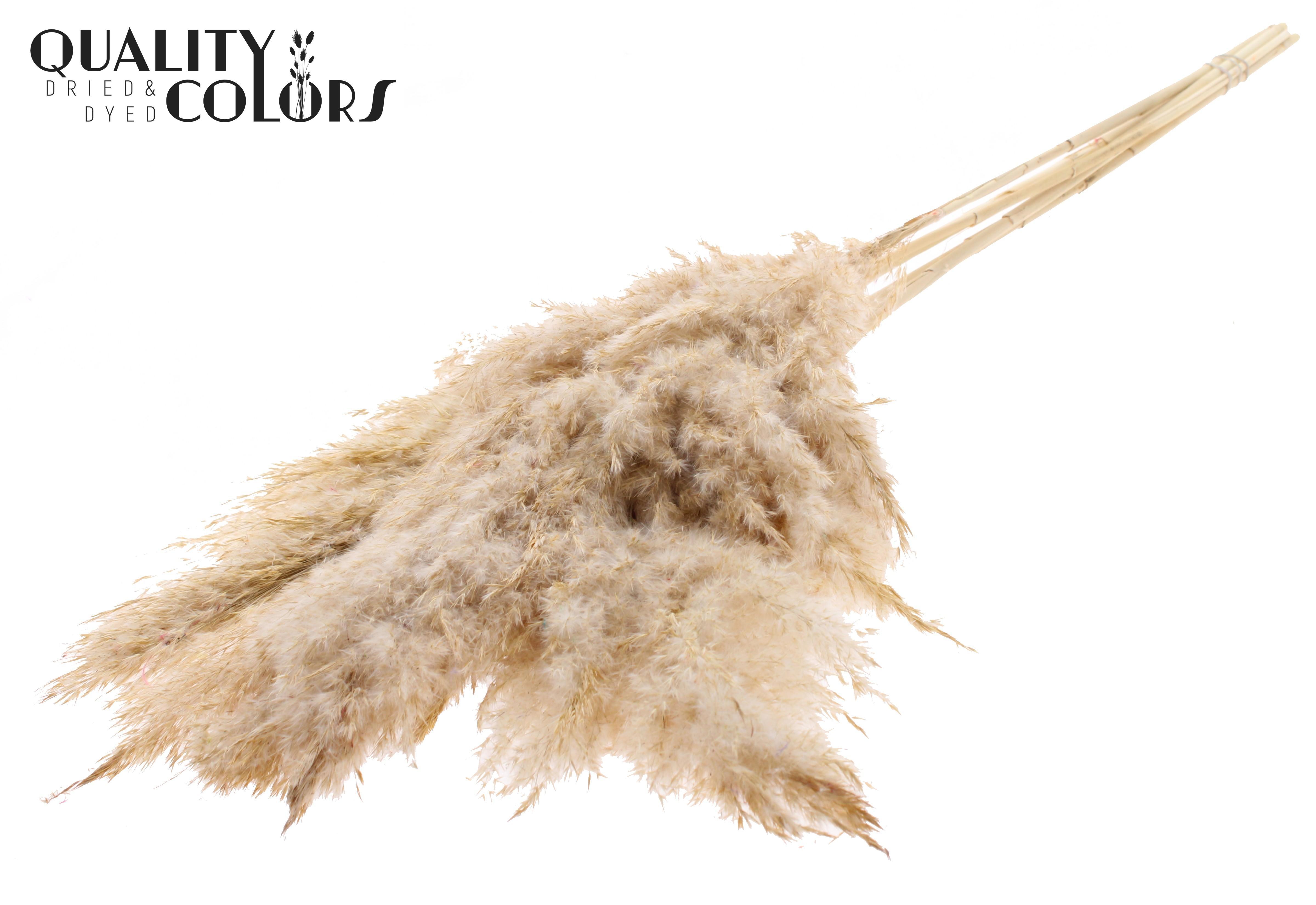 Pampas Grass Frosted White Per Bunch 100cm
