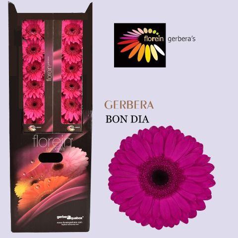 Ge Gr Bon Dia Aquabox 80