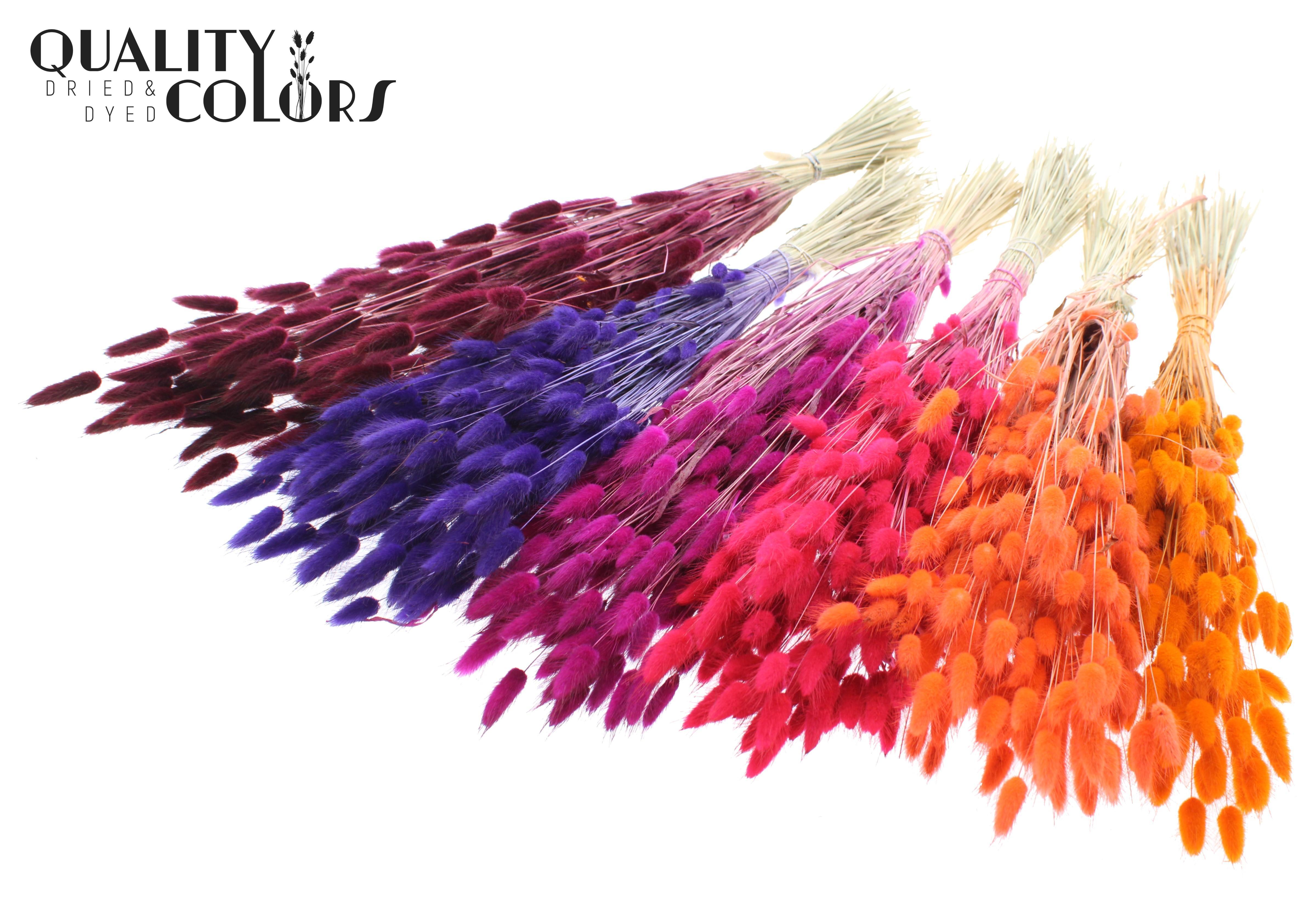 Lagurus Sunset Berry Mix Per Bunch 70cm