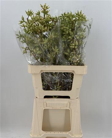 Euca Robusta Zonder Blad