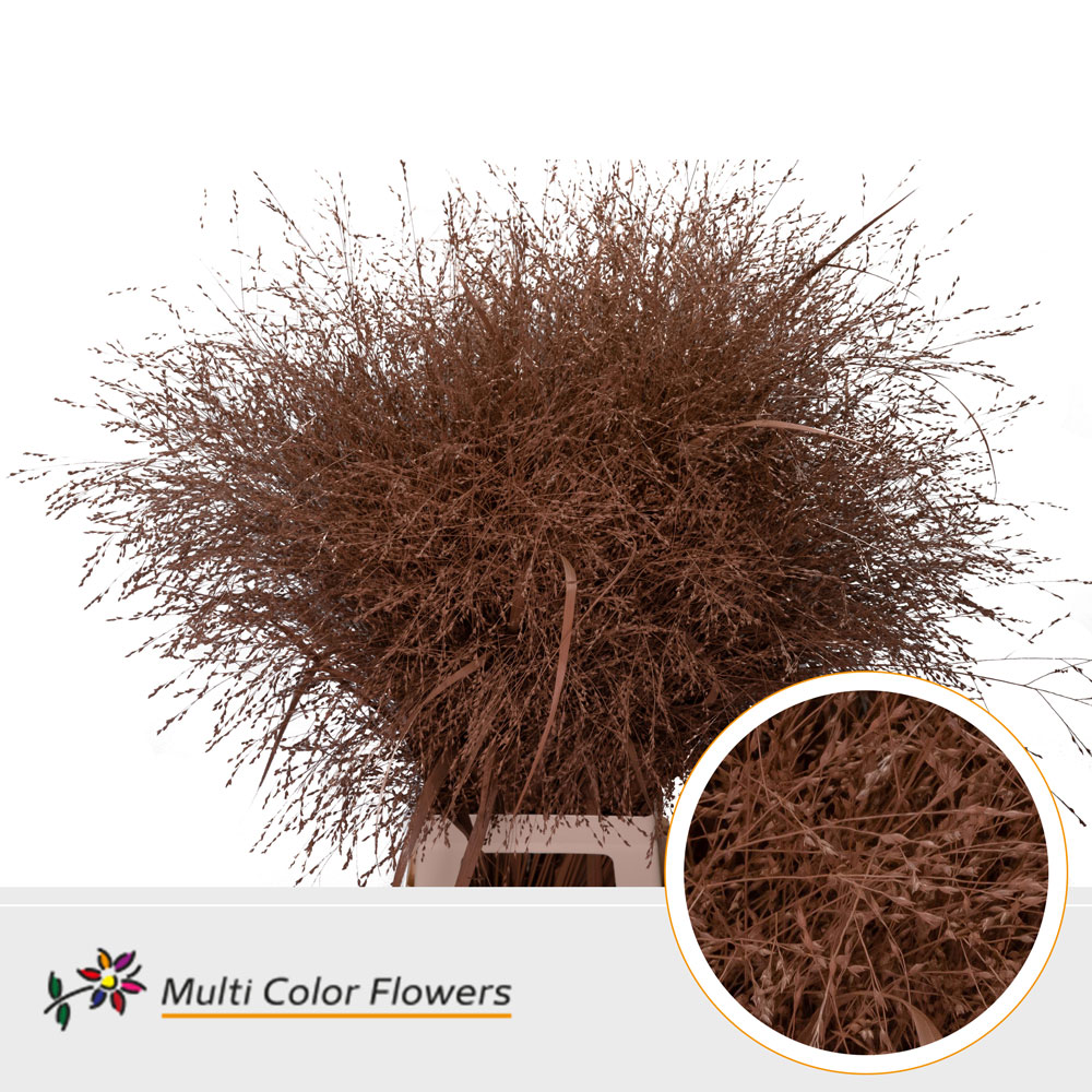 Panicum Painted Fountain Brown 90cm