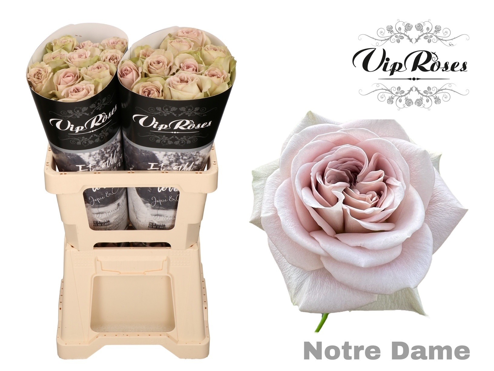 R Gr Notre Dame+ X20 60 cm