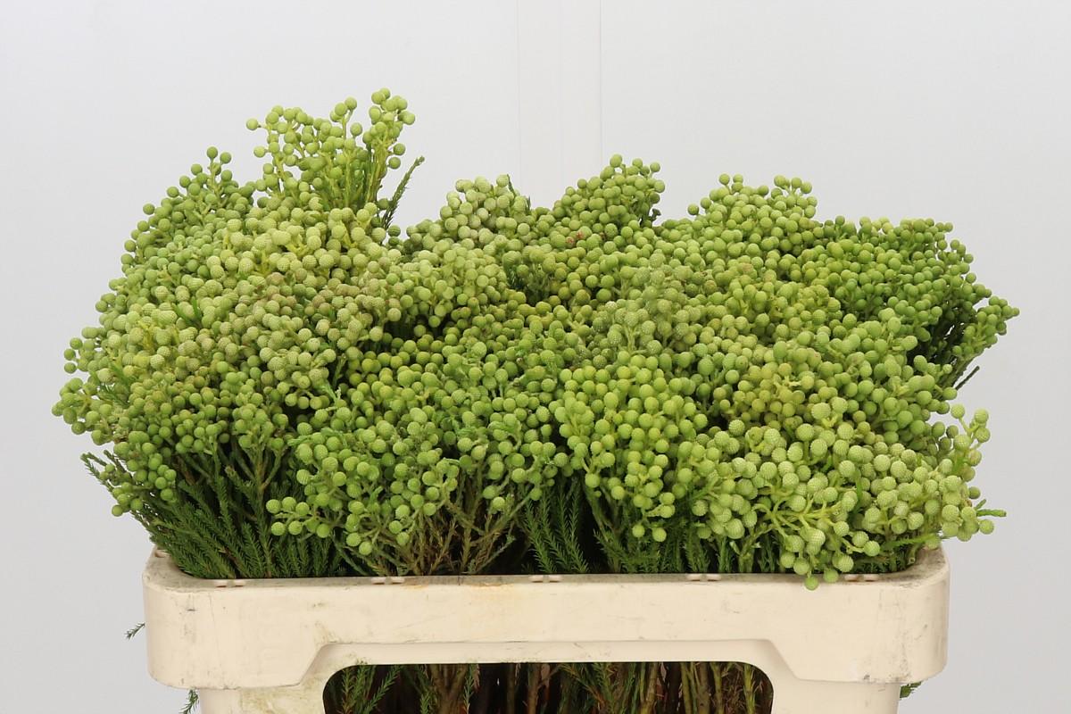 Kaaps Groen Lanuginosa