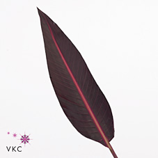 Strelitzia Leaves Long Red P Stem