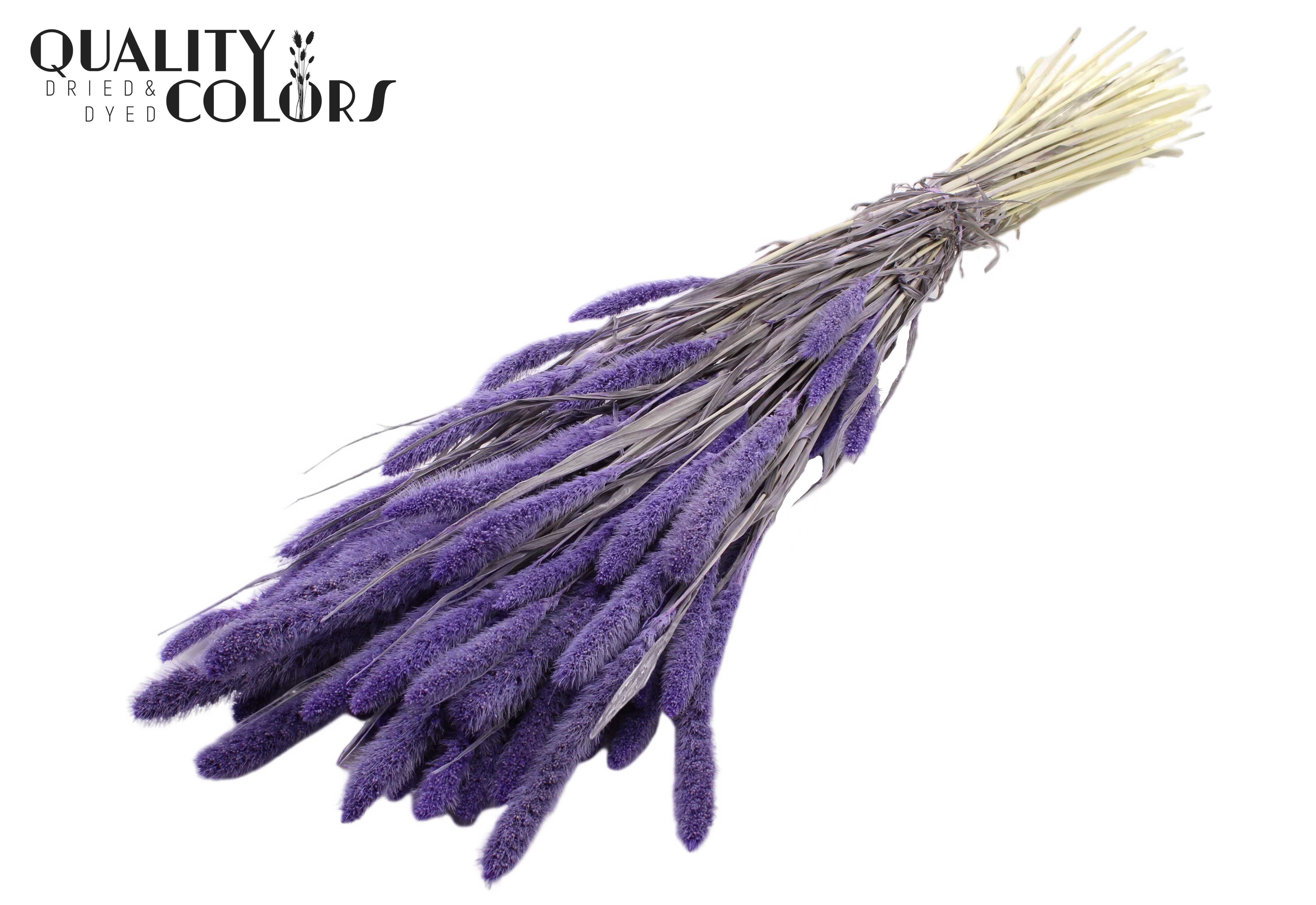 Setaria Intense Milka Per Bunch 70cm