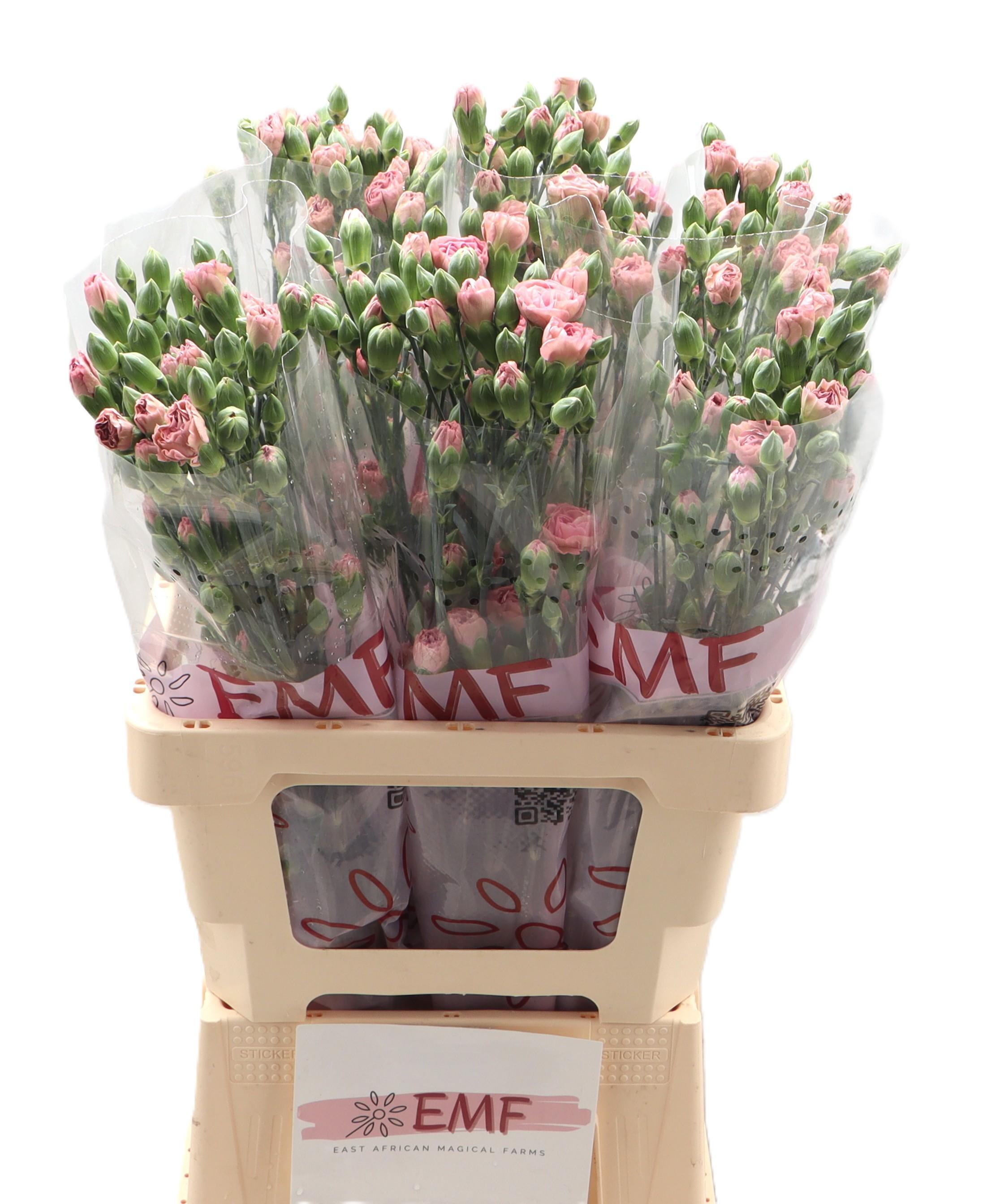 Dianthus Spray Mocha Sweet 65cm