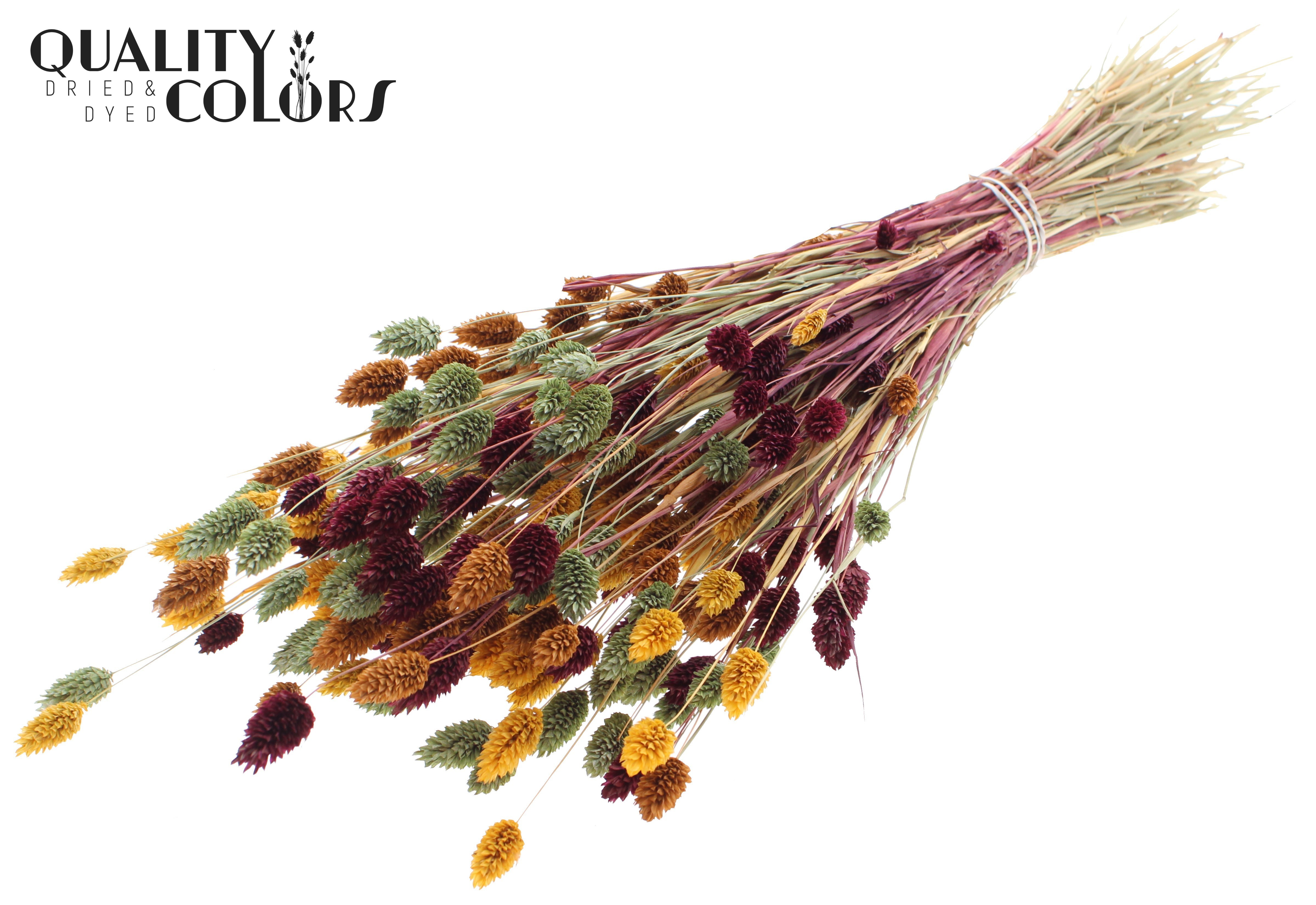Phalaris Pumpkin Spice Mix Per Bunch 60cm 220gr.