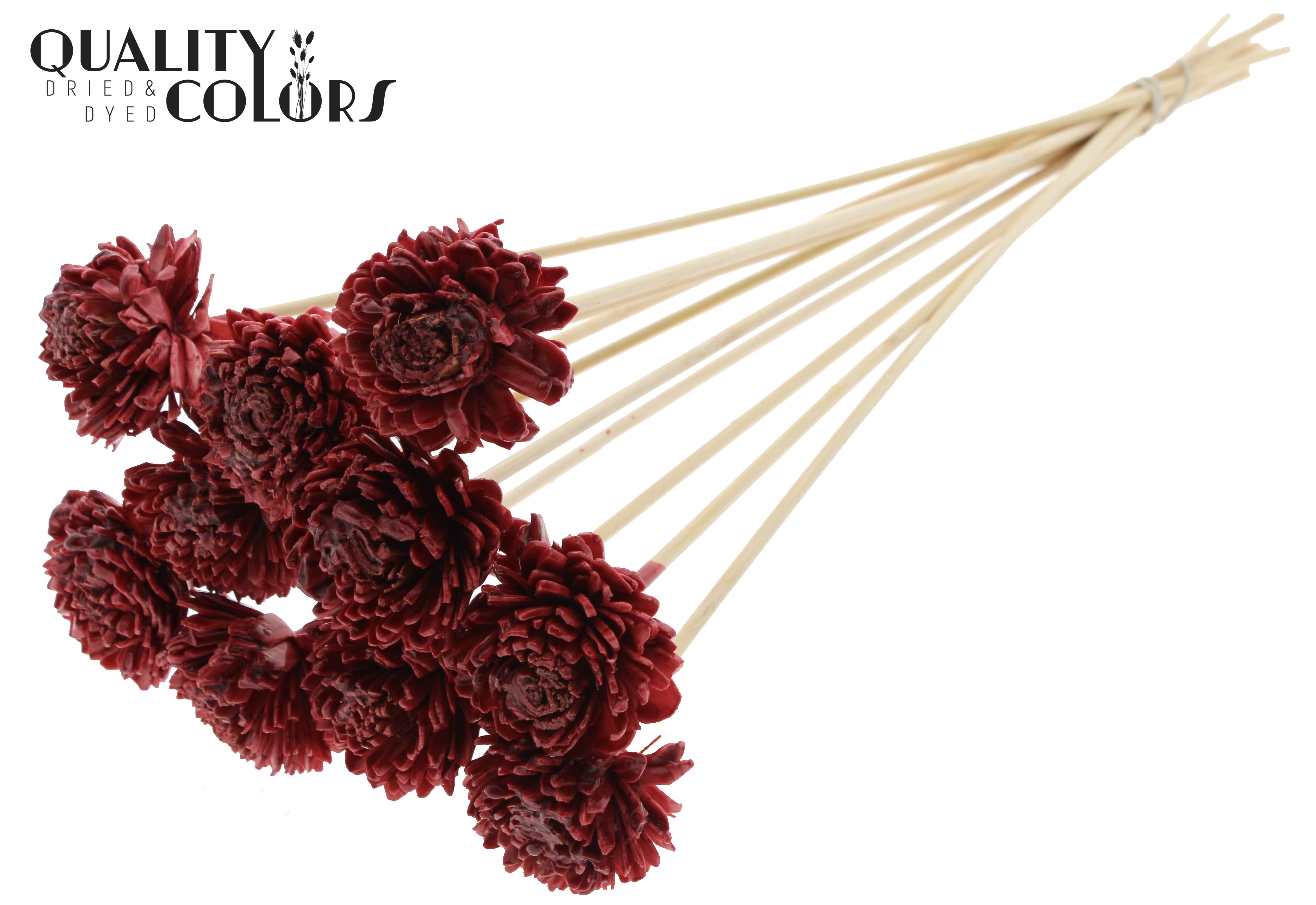 Shola Zinia Wax Burgundy 50cm
