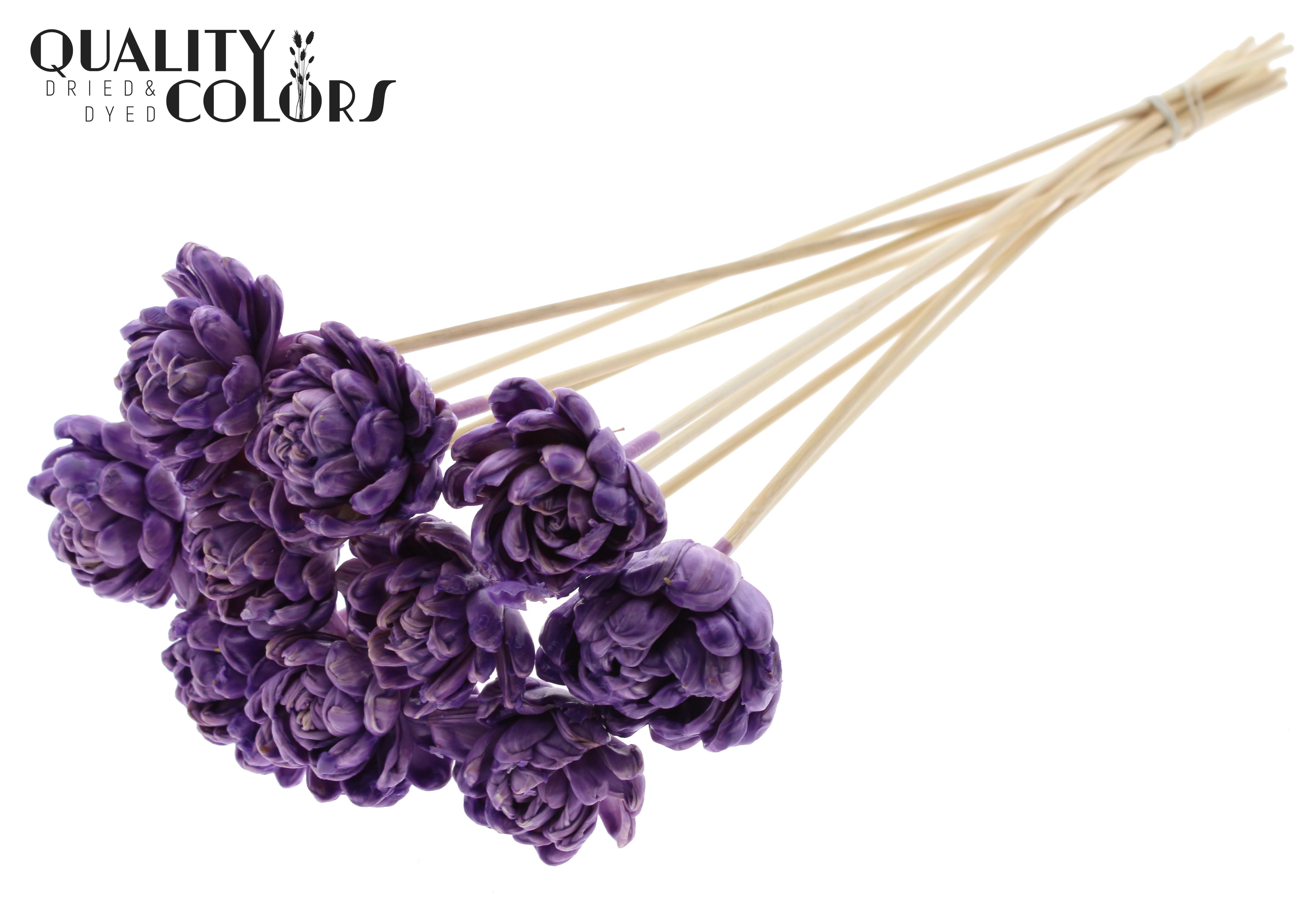 Shola New Beauty Rose Wax Milka 50cm