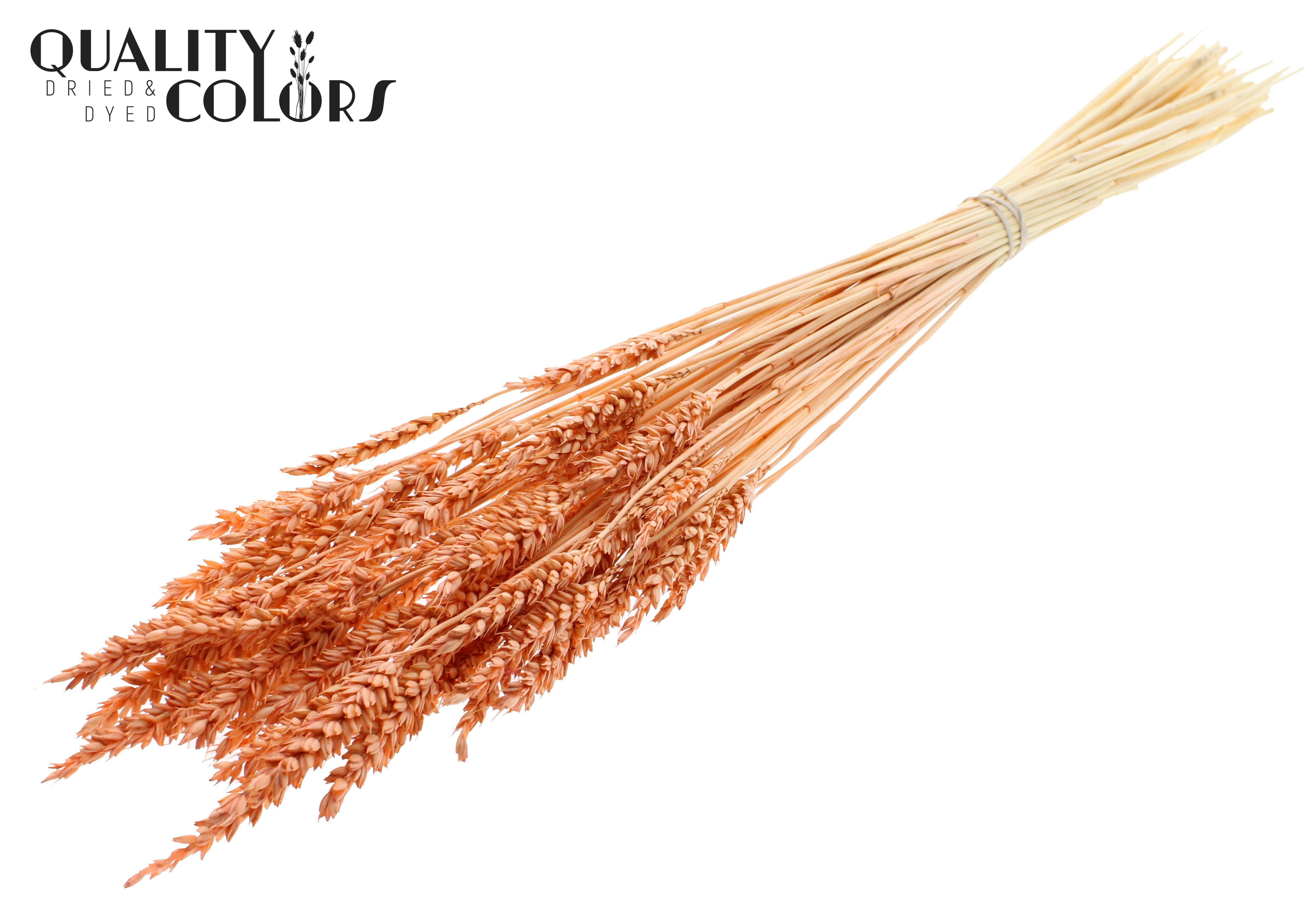 Triticum Intense Frosted Salmon Per Bunch 60cm