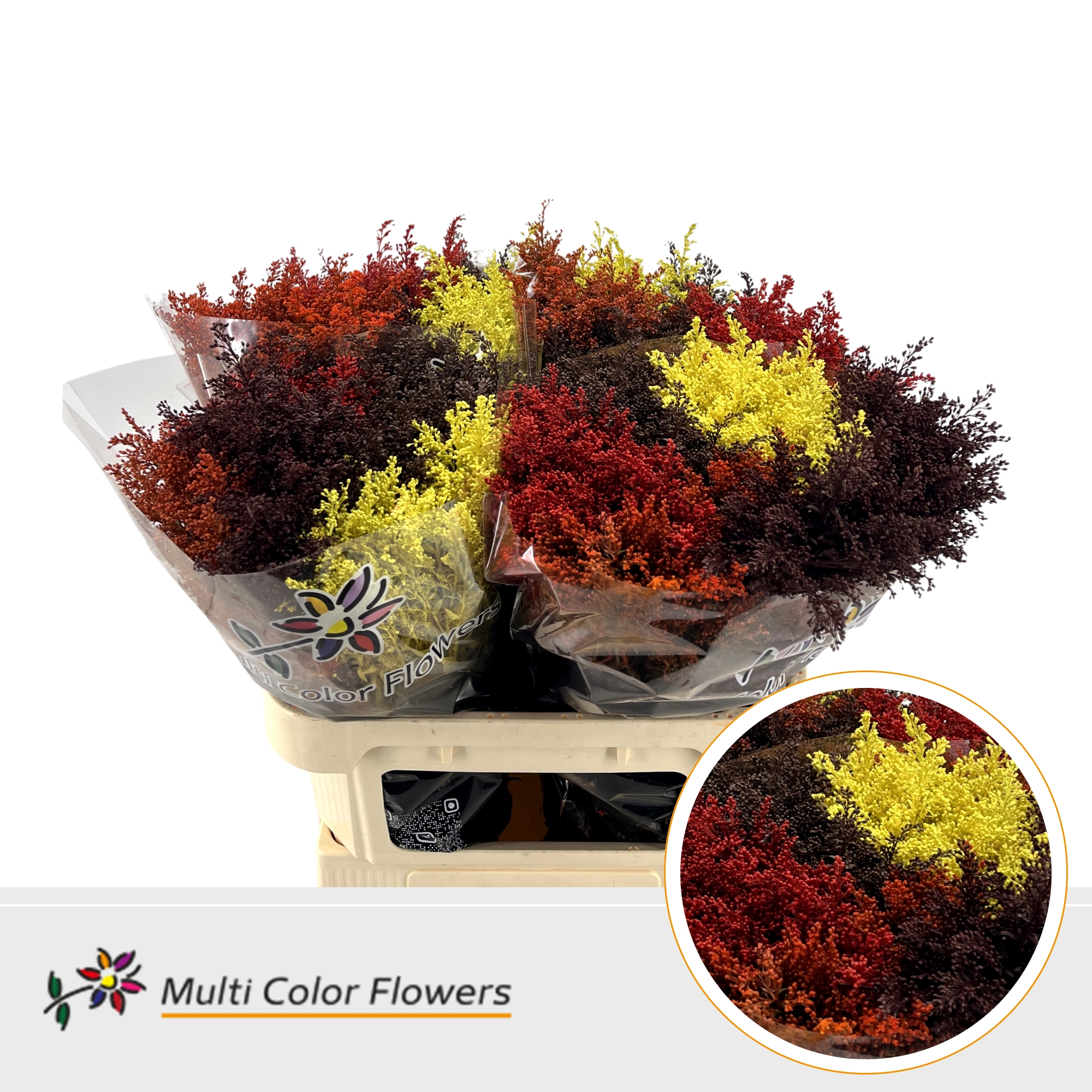 Solidago Herfst Mix