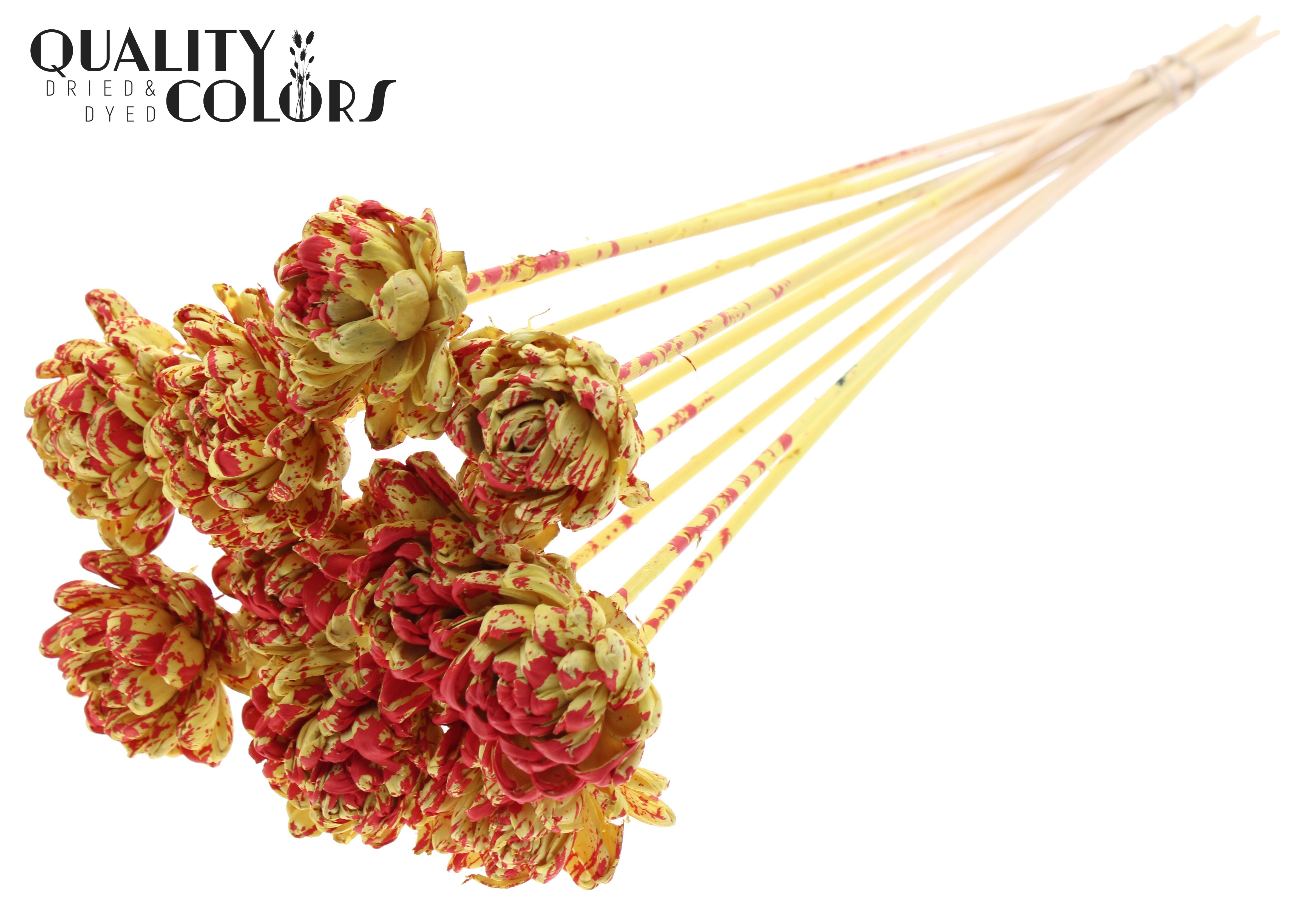 Shola New Beauty Rose Splashed Yellow Red 50cm