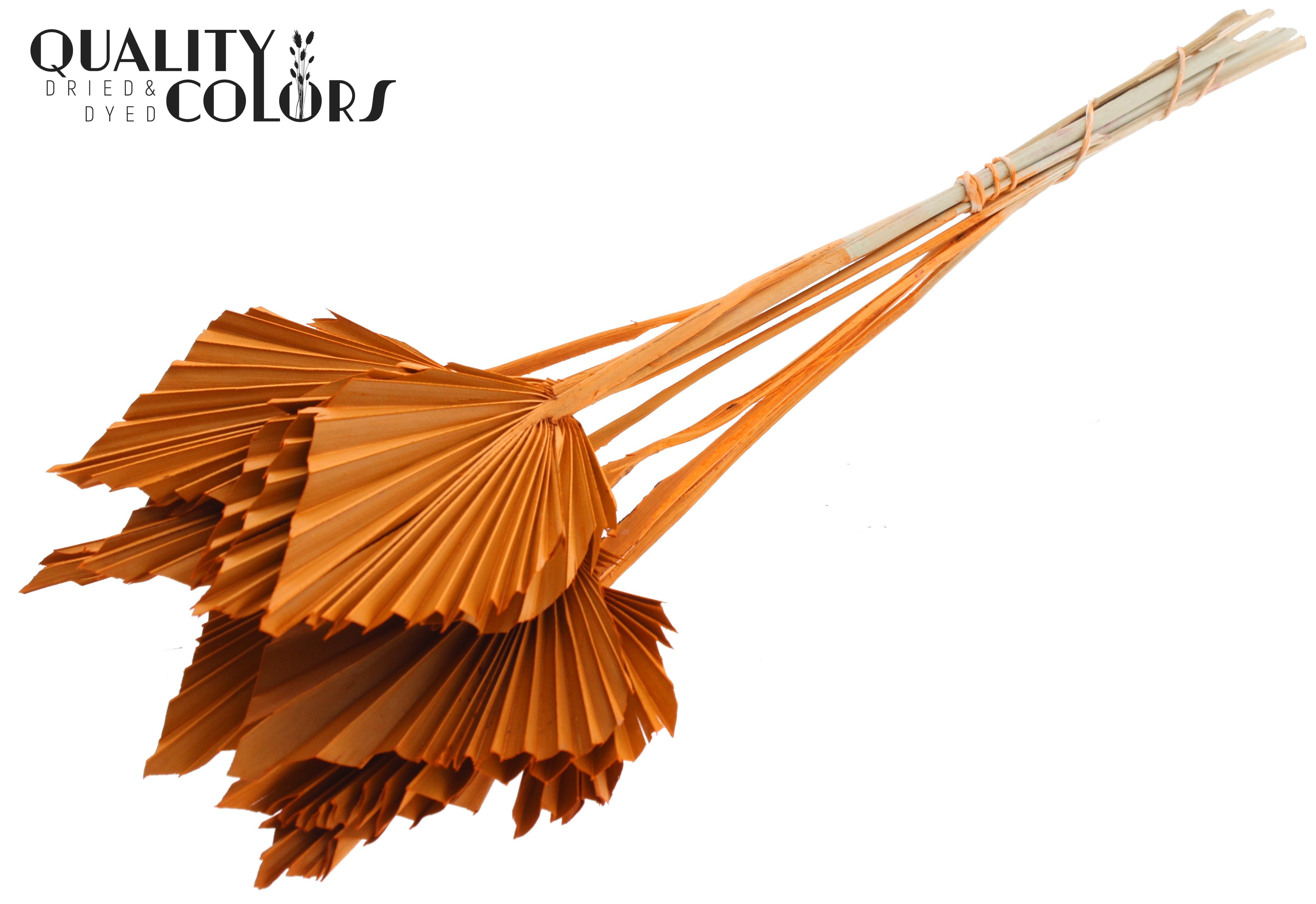 Palm Spear Orange 50cm