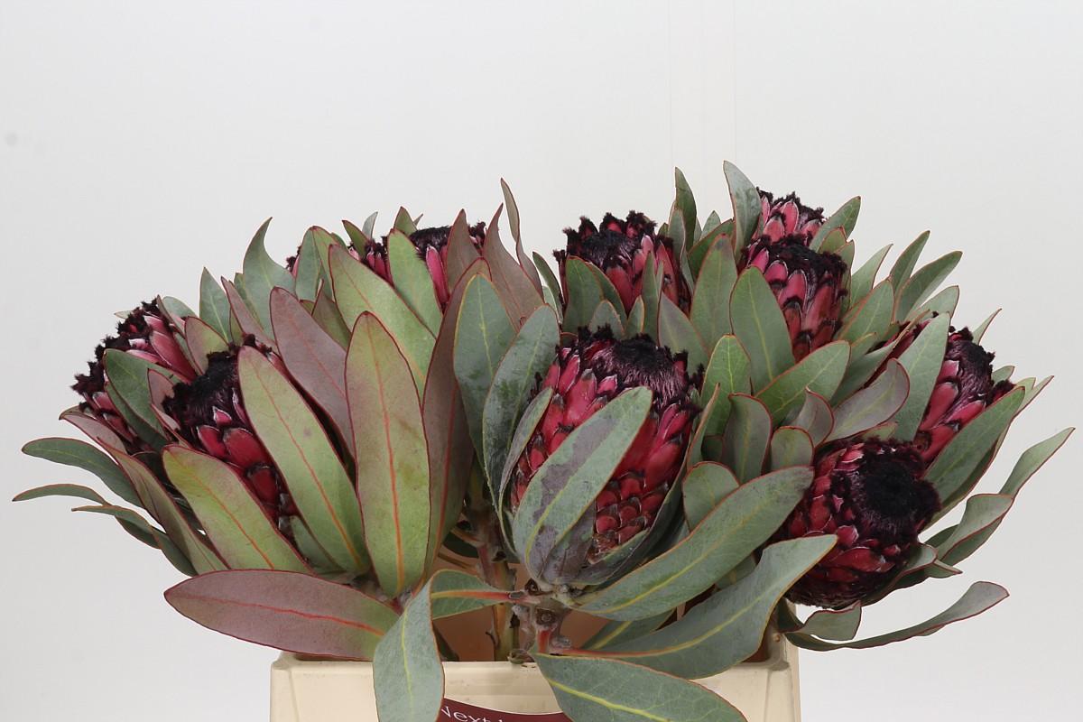Protea Barbigera Ruby Princess Air