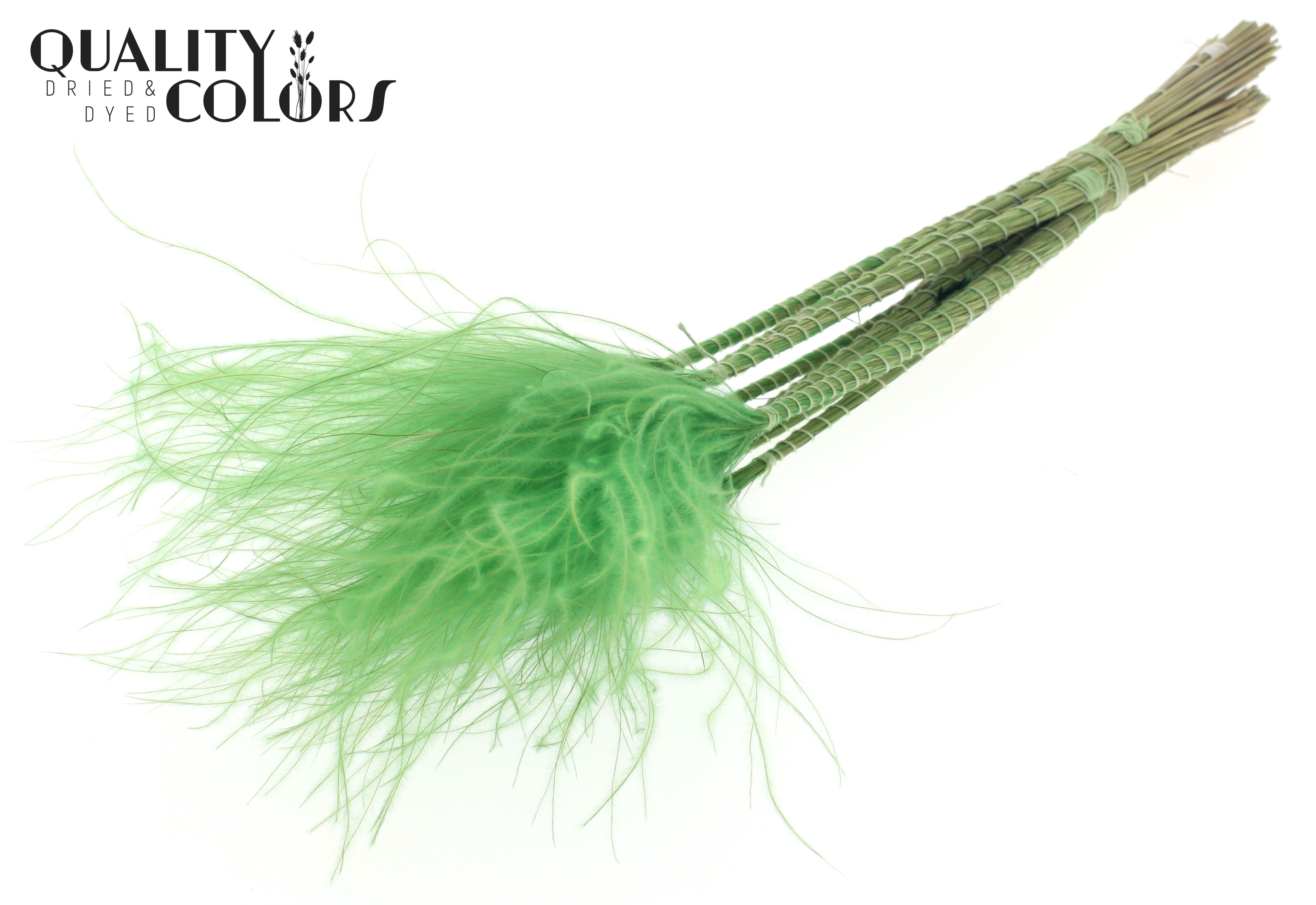 Stypha Light Green Per Bunch 60cm
