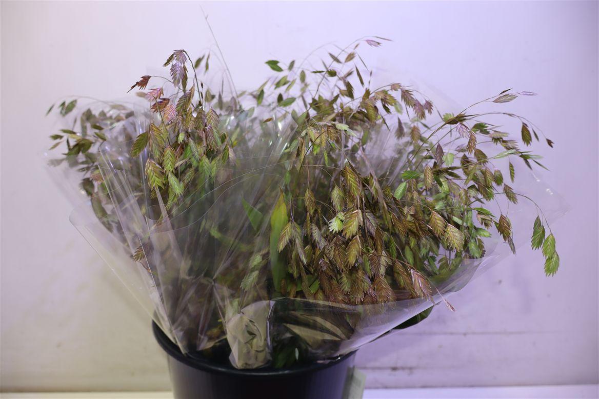 Chasmanth Latifolium X10