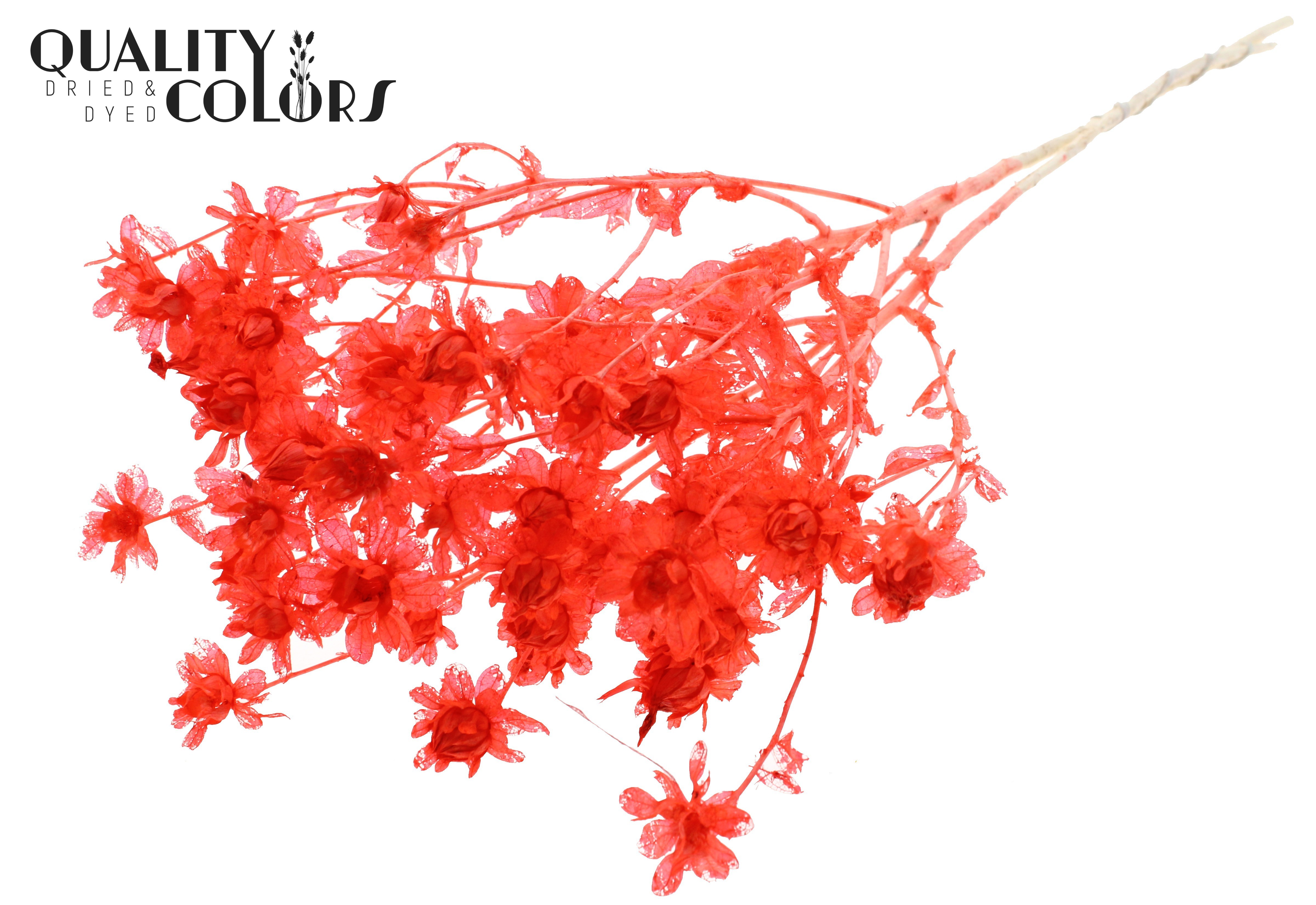 Carthamus Intense Coral Per Bunch 70cm