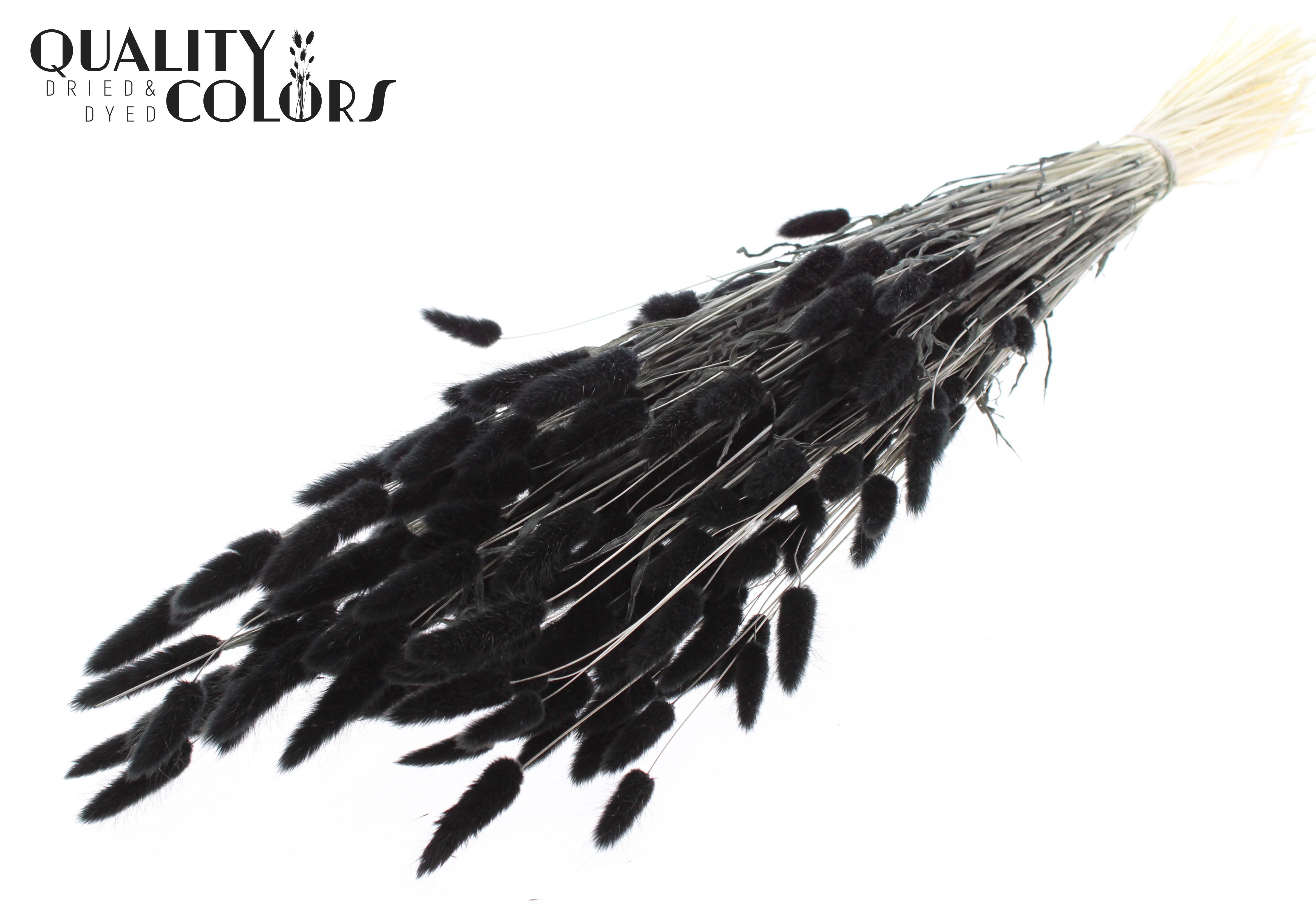 Lagurus Black Per Bunch 70cm