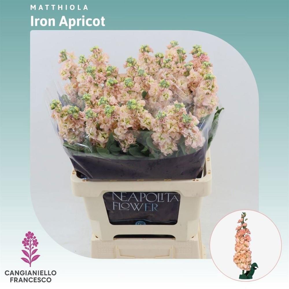 Matthiola Iron Apricot 70cm