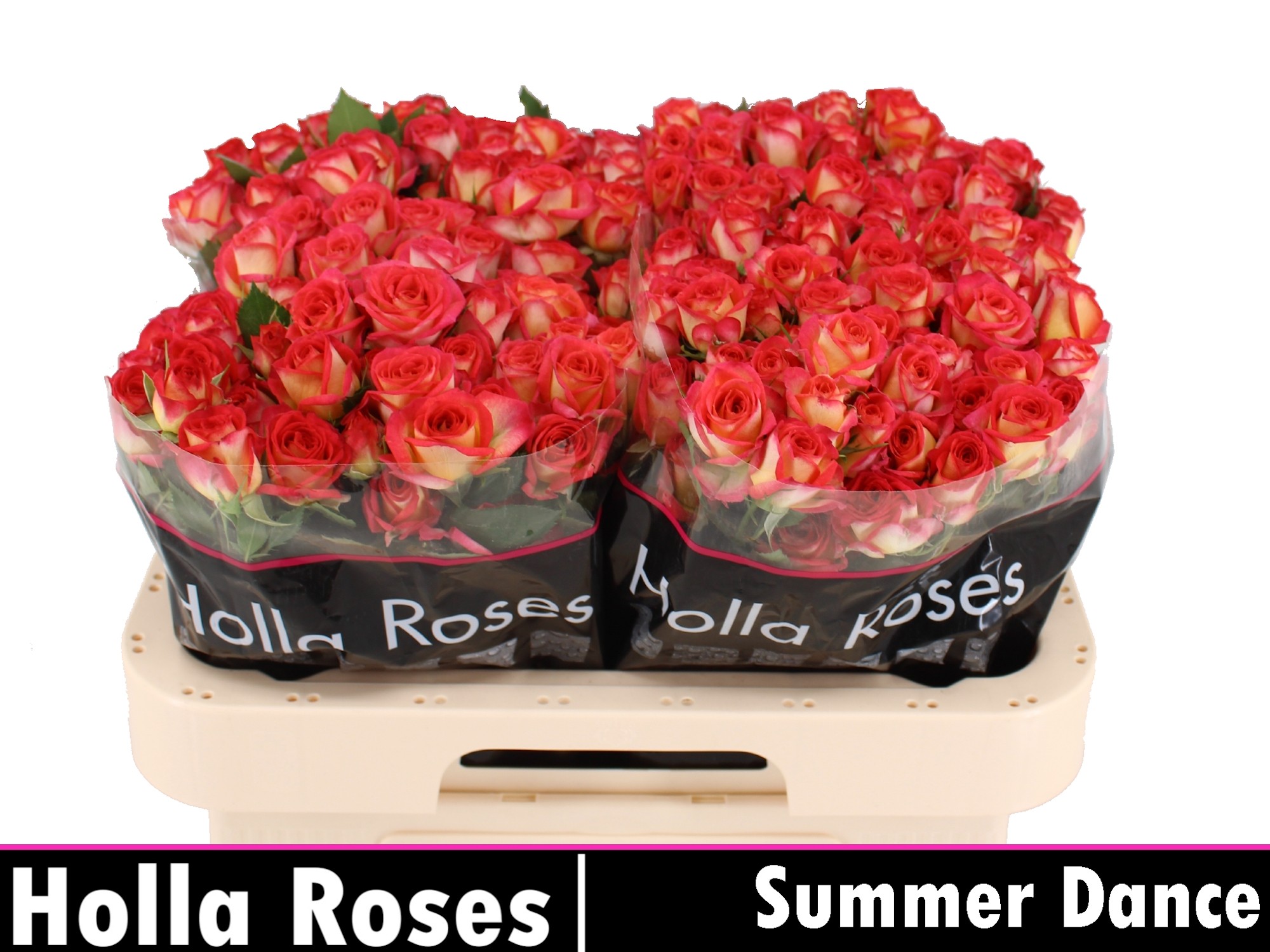 Rosa Spr Summer Dance 60cm
