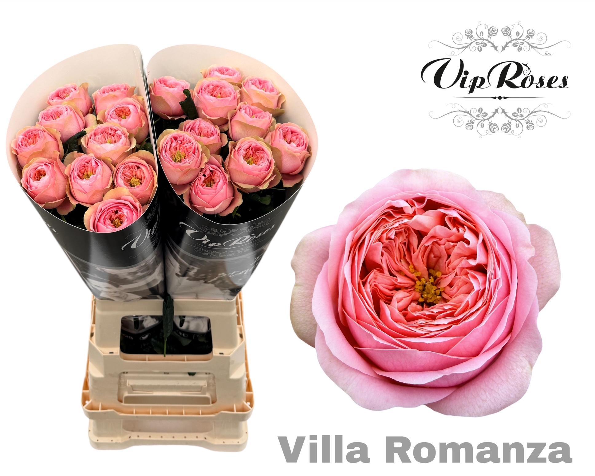R Gr Villa Romanza 70 cm