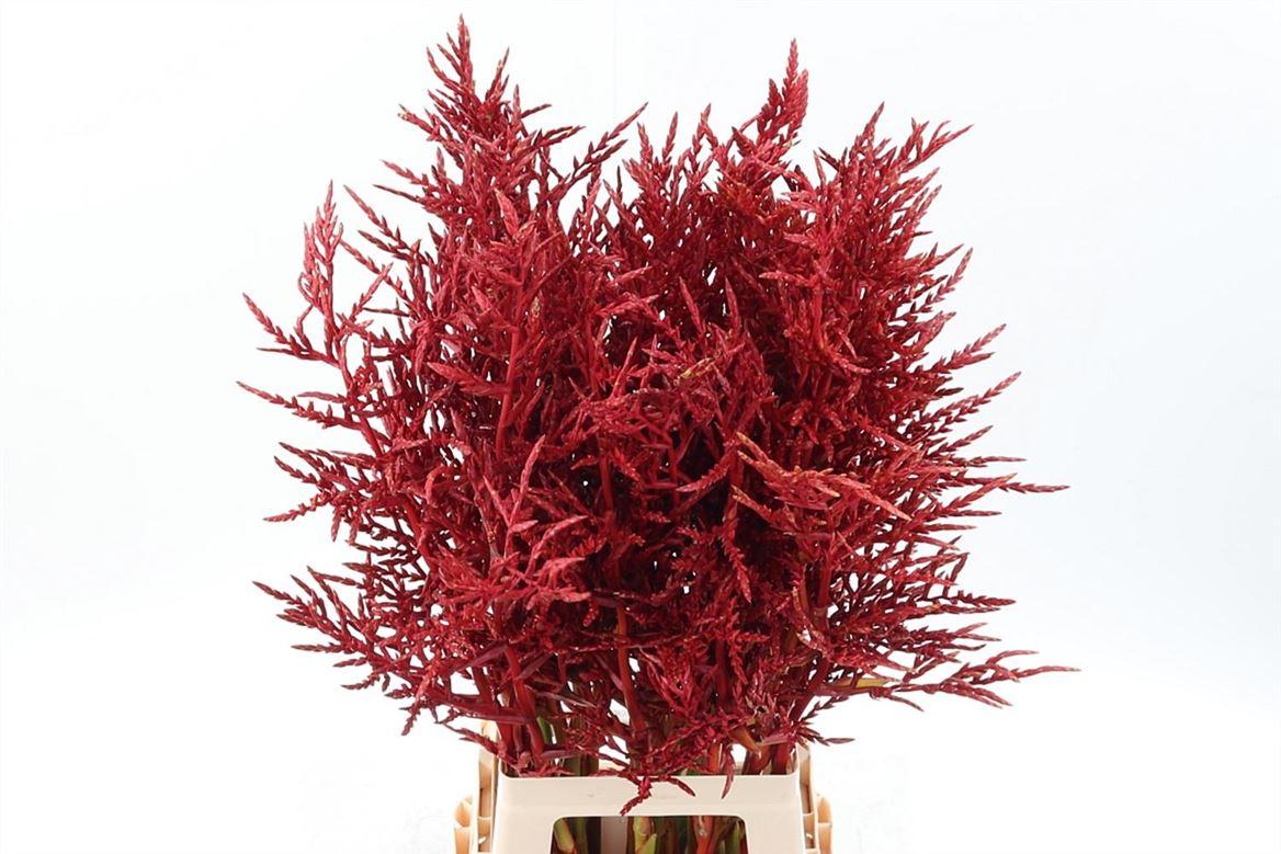 Bromeliabloem 90cm