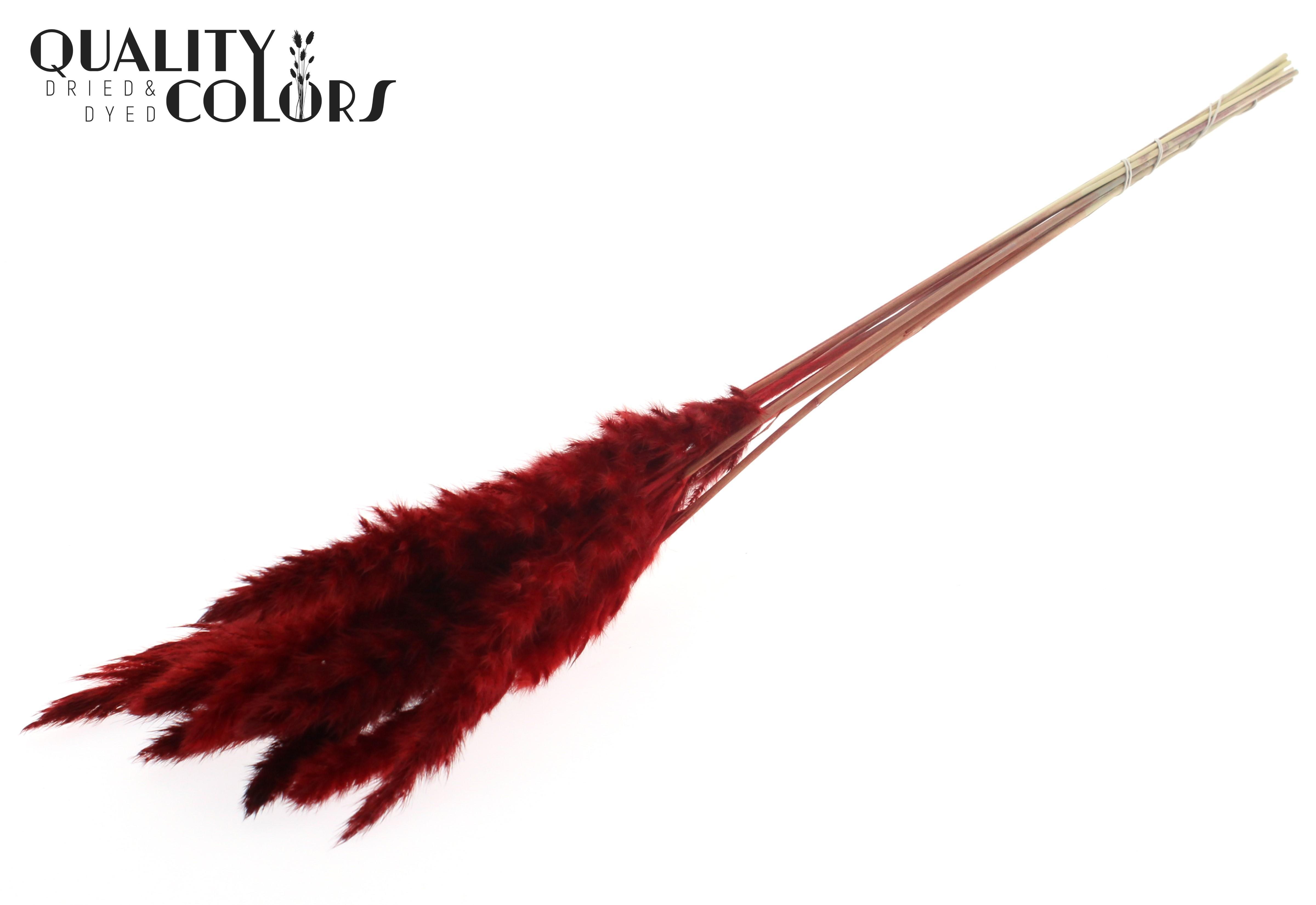 Fluffy Pampas Red Per Bunch 70cm