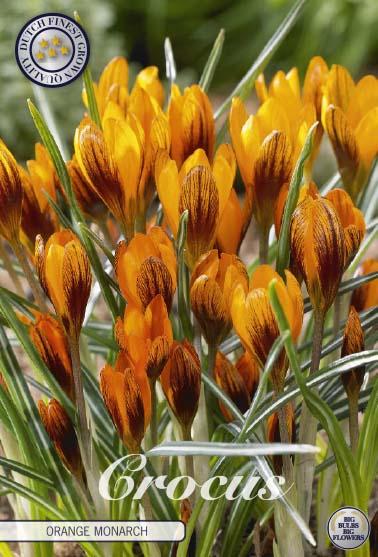 Crocus Chrysanthus Orange Monarch X10