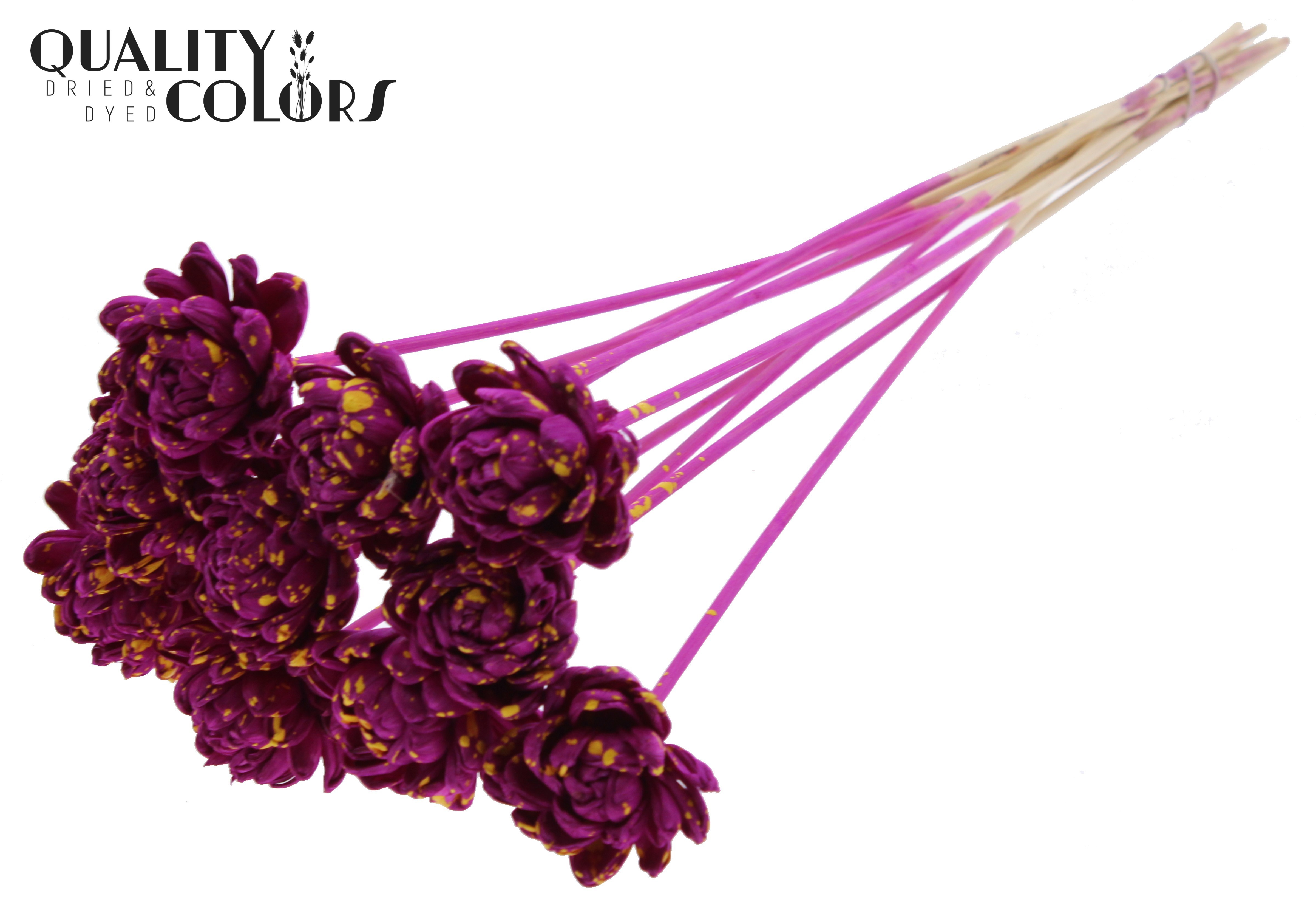 Shola New Beauty Rose Splashed Lilac Yellow 50cm