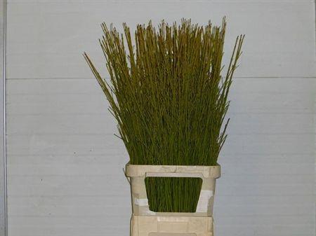 Cornus Flaviaalmea