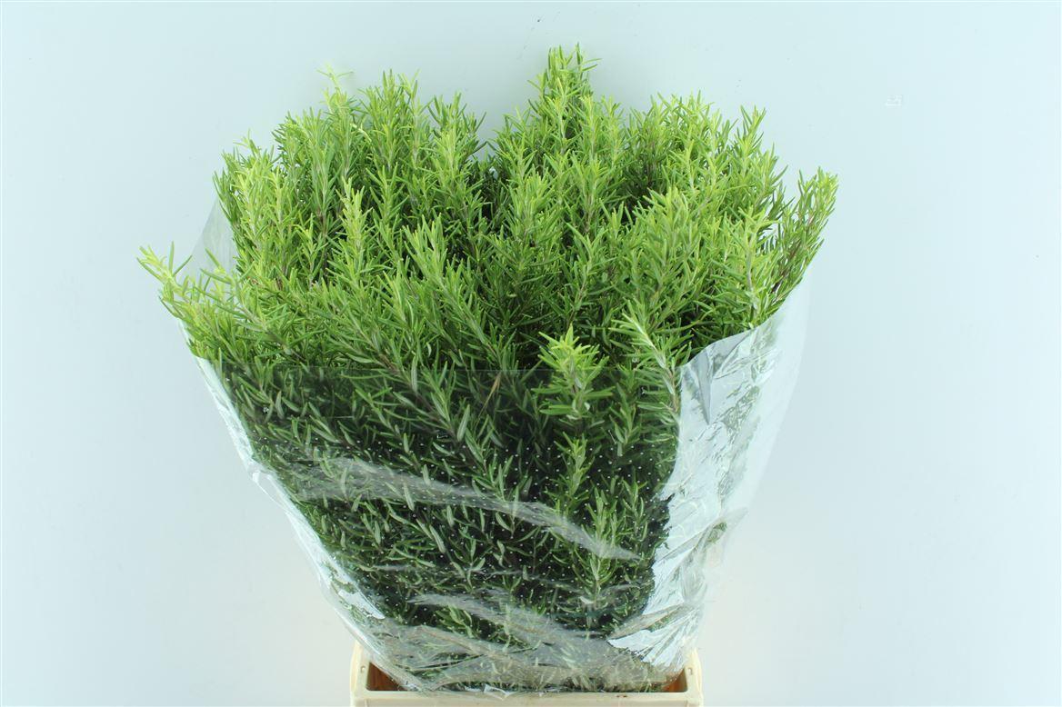 Rosmarinus Officinalis