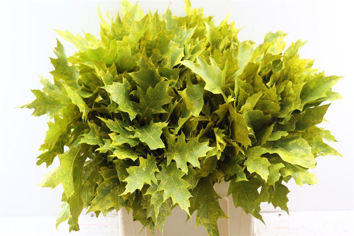 Quercus Rubra Fr Yellow