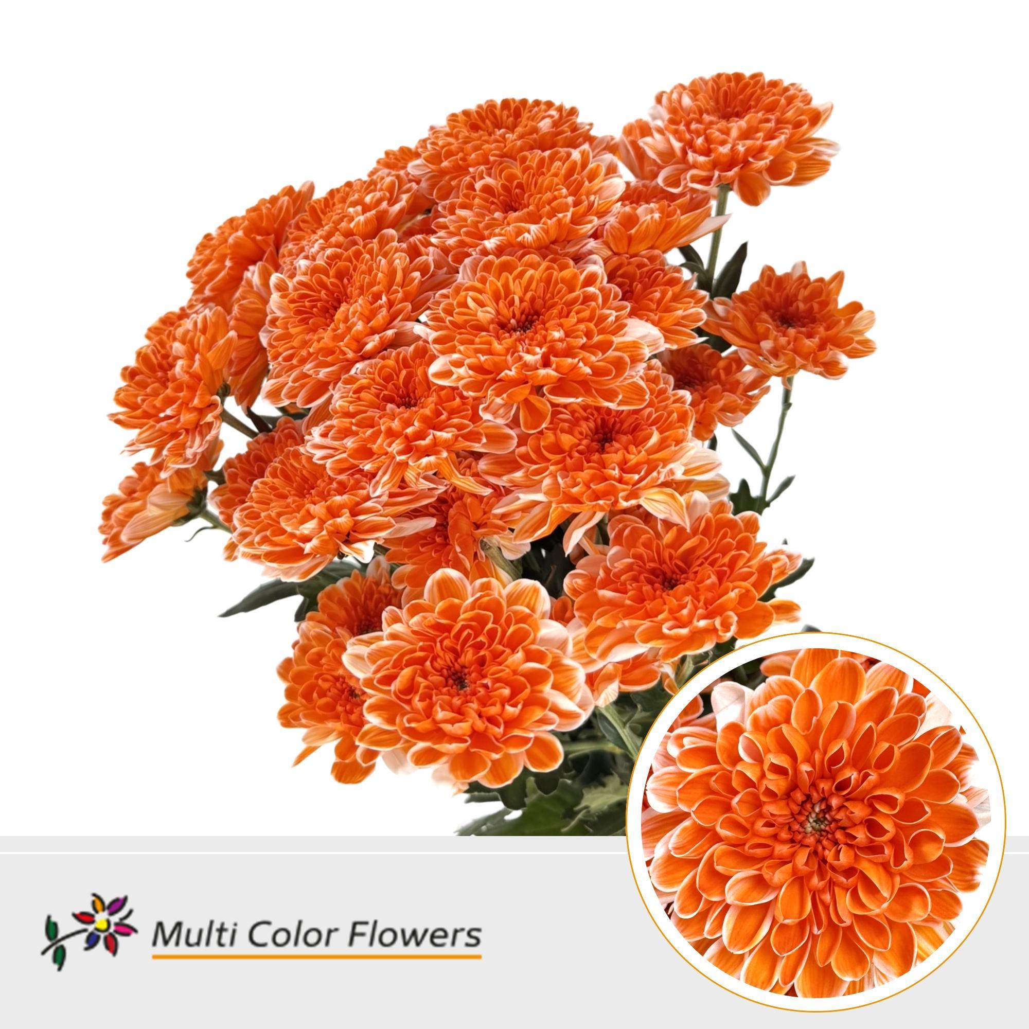 Chrysanth Spray Painted Altaj Orange 60cm