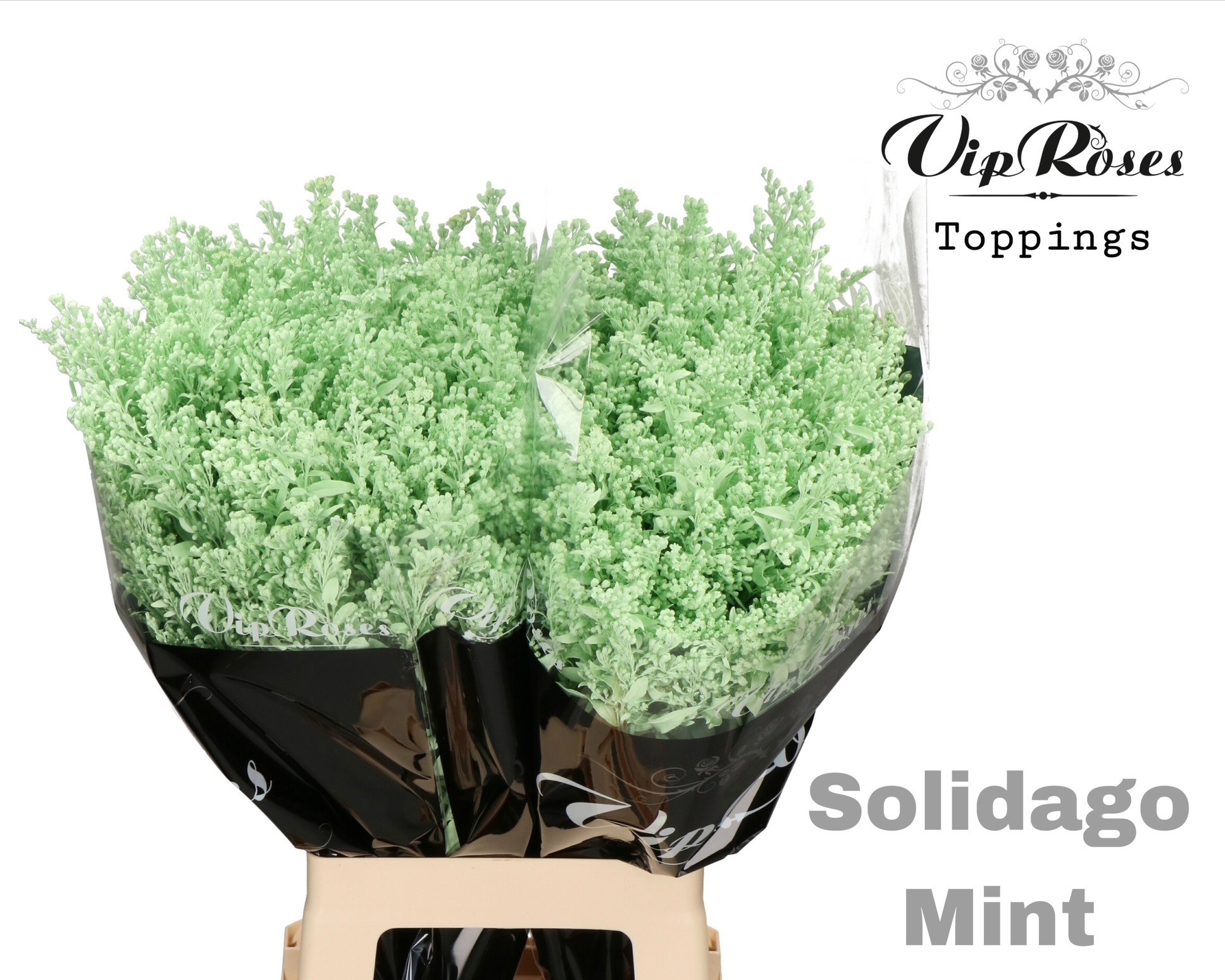 Solidago Mint 70 cm