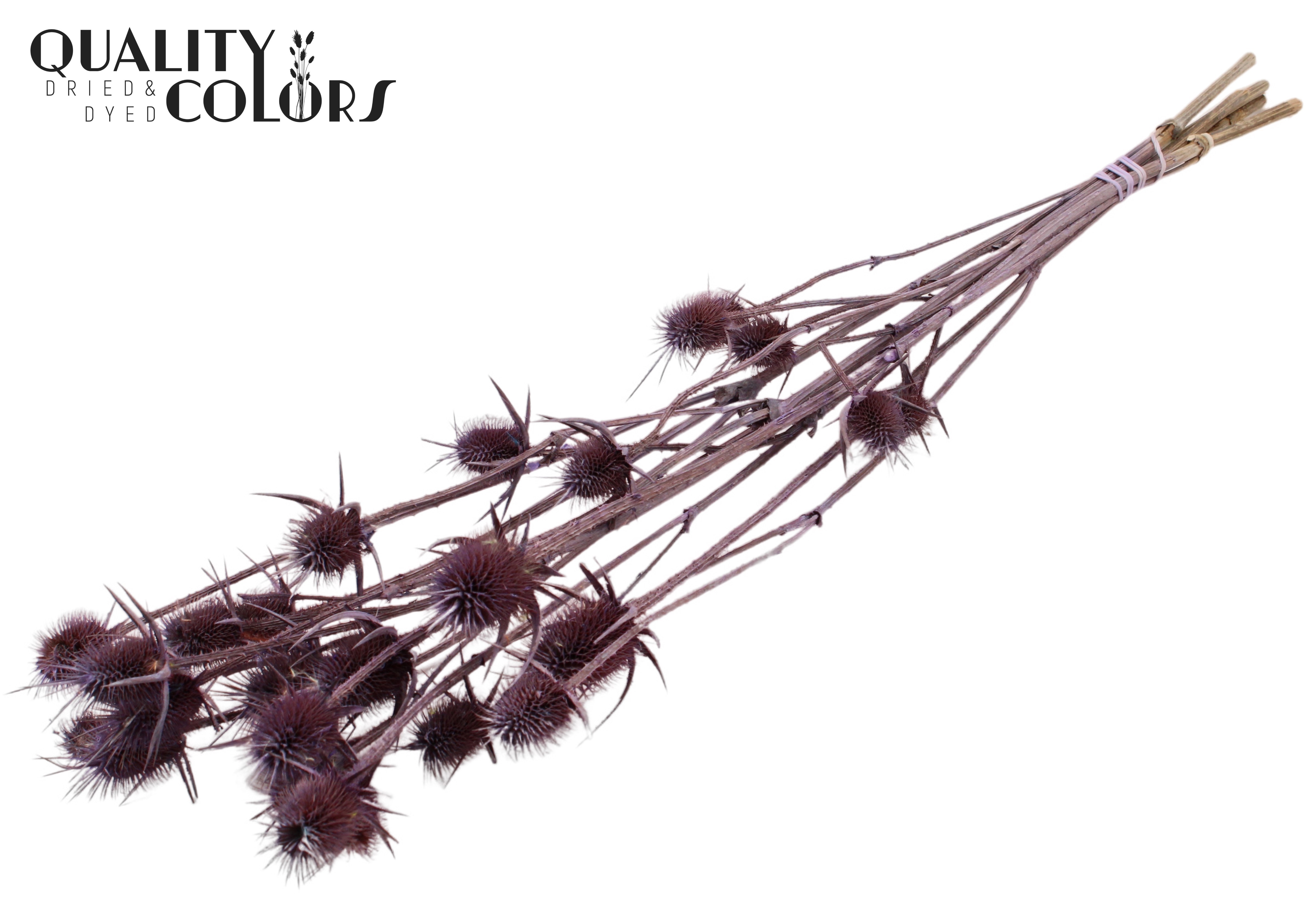 Eryngium Frosted Milka Per Bunch 70cm