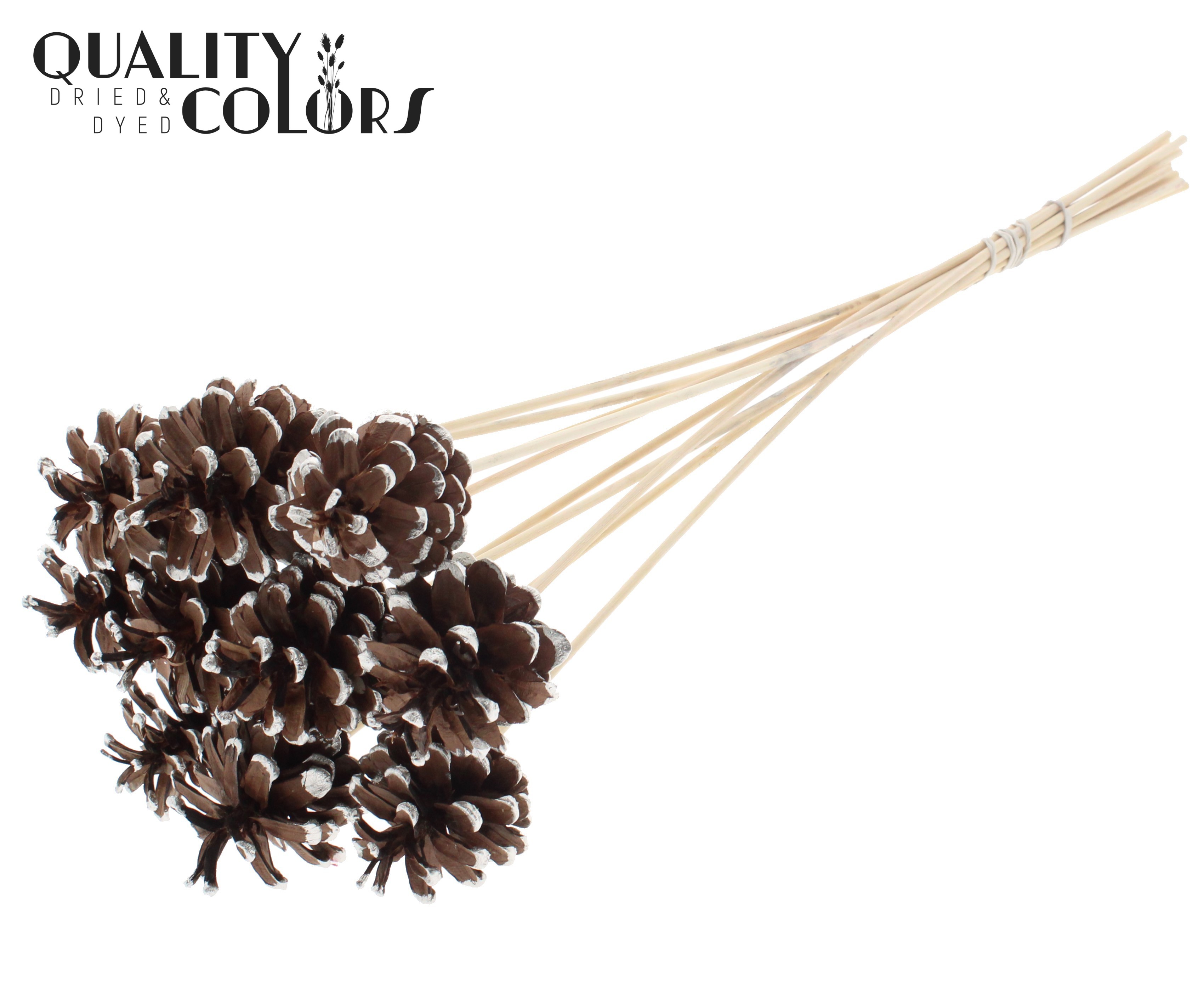 Pine Cone Platinum Tipped 50cm