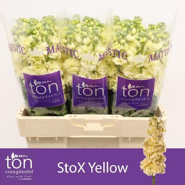 Matth Stox Yellow
