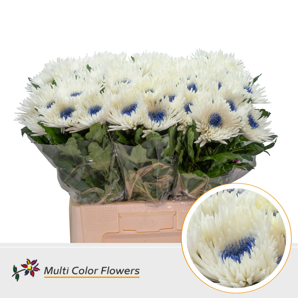Chrysanth Single Painted Topspin White Dark Blue 70cm