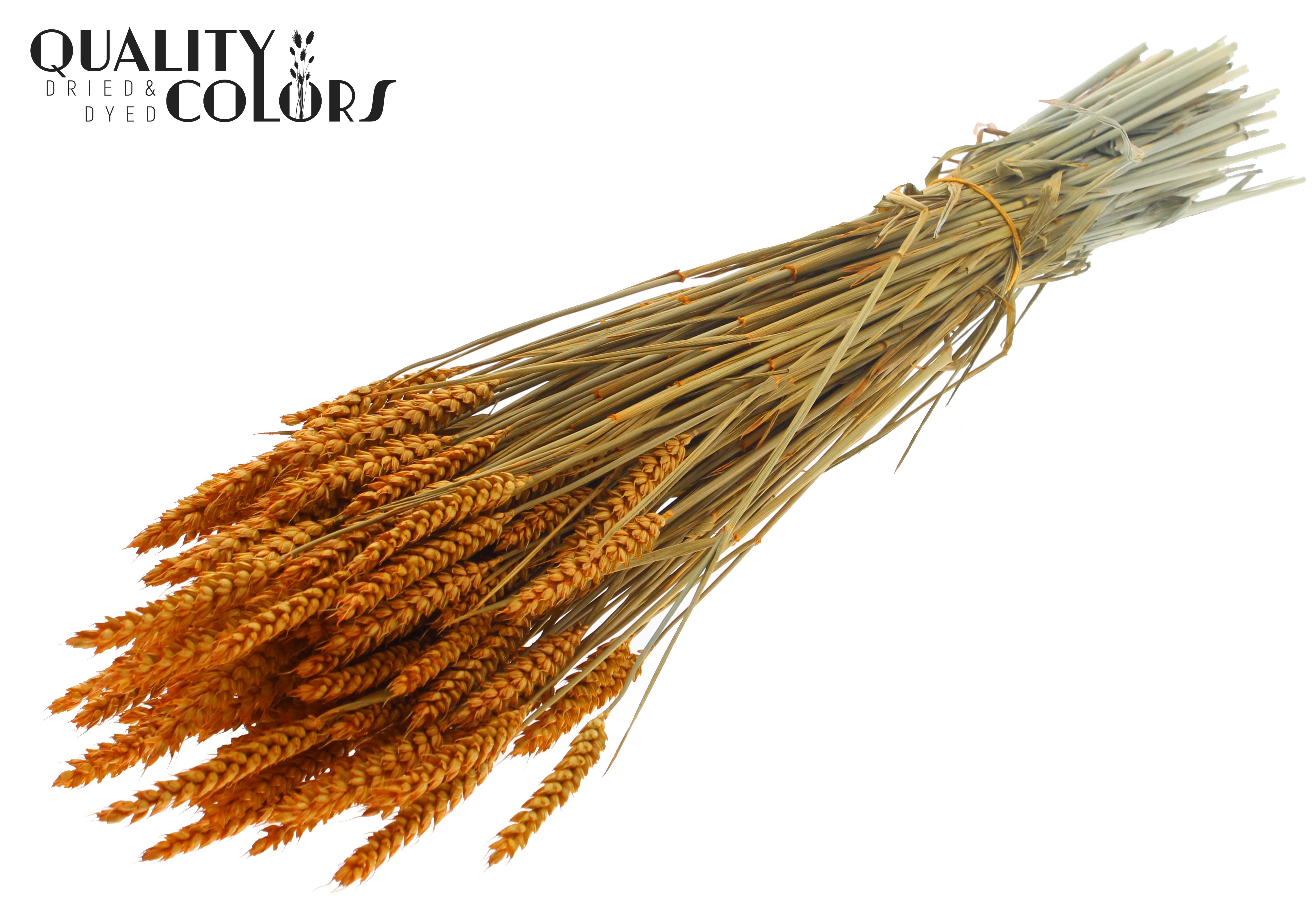 Triticum Apricot Per Bunch 60cm