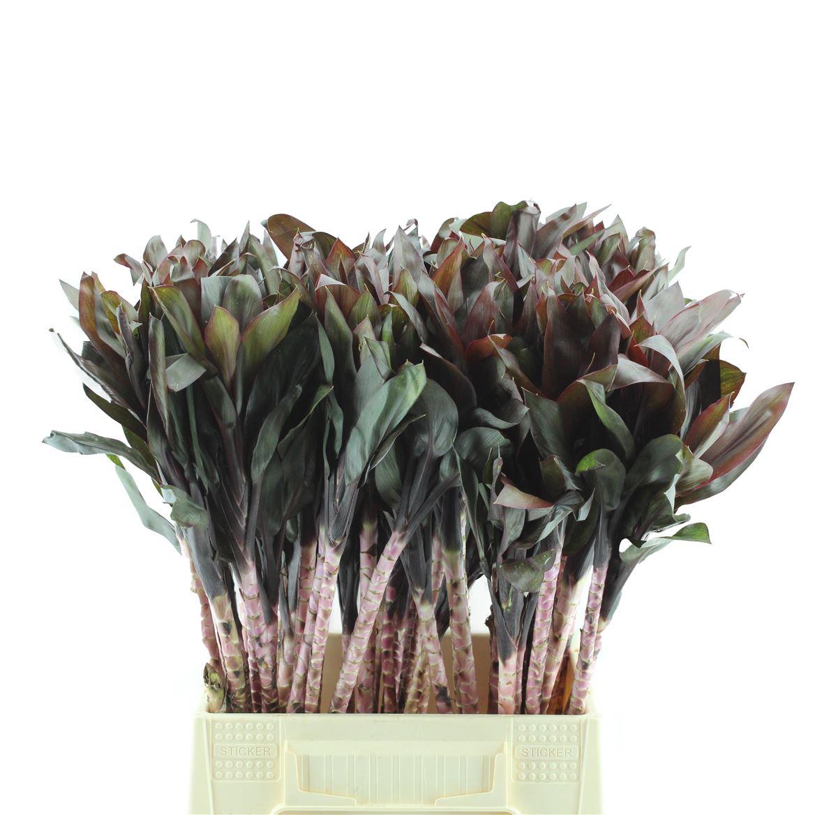 Cord. Compacta Purple