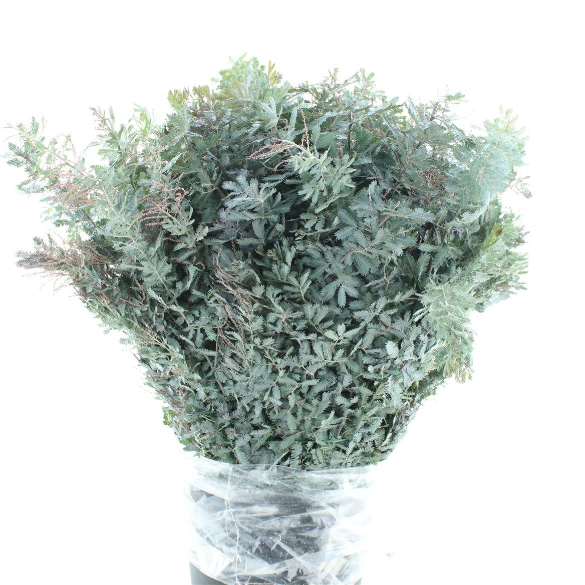 Mimosa Baleyana 400 Gr