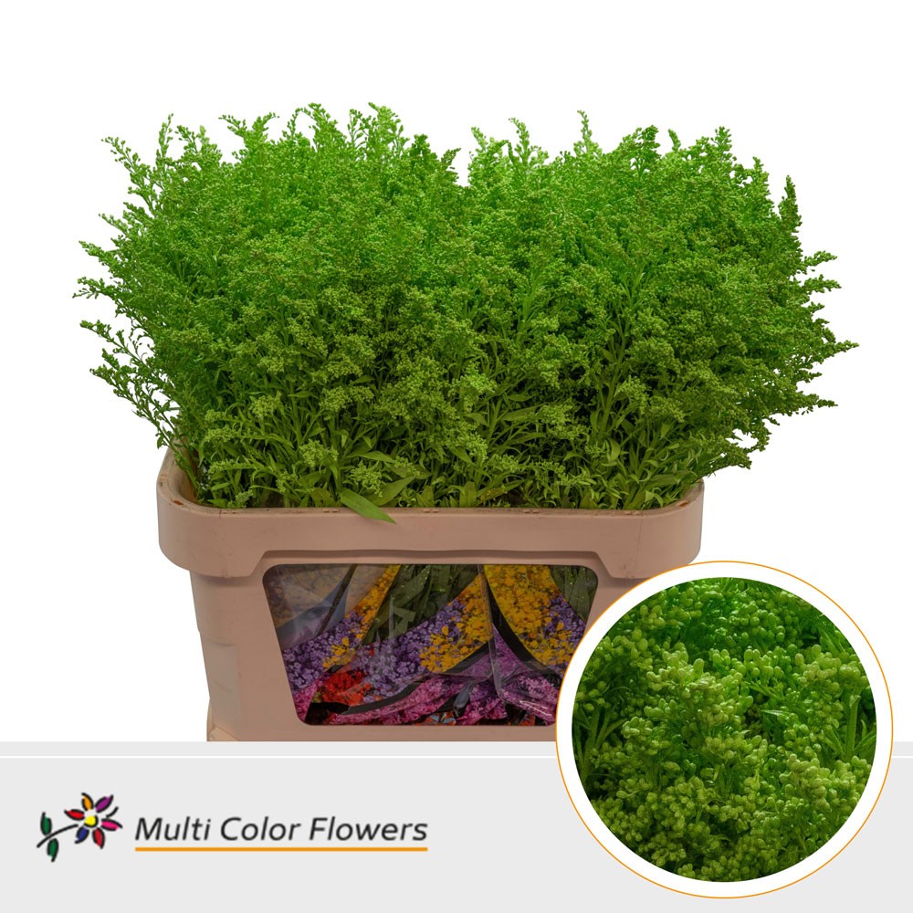 Solidago Groen Appel