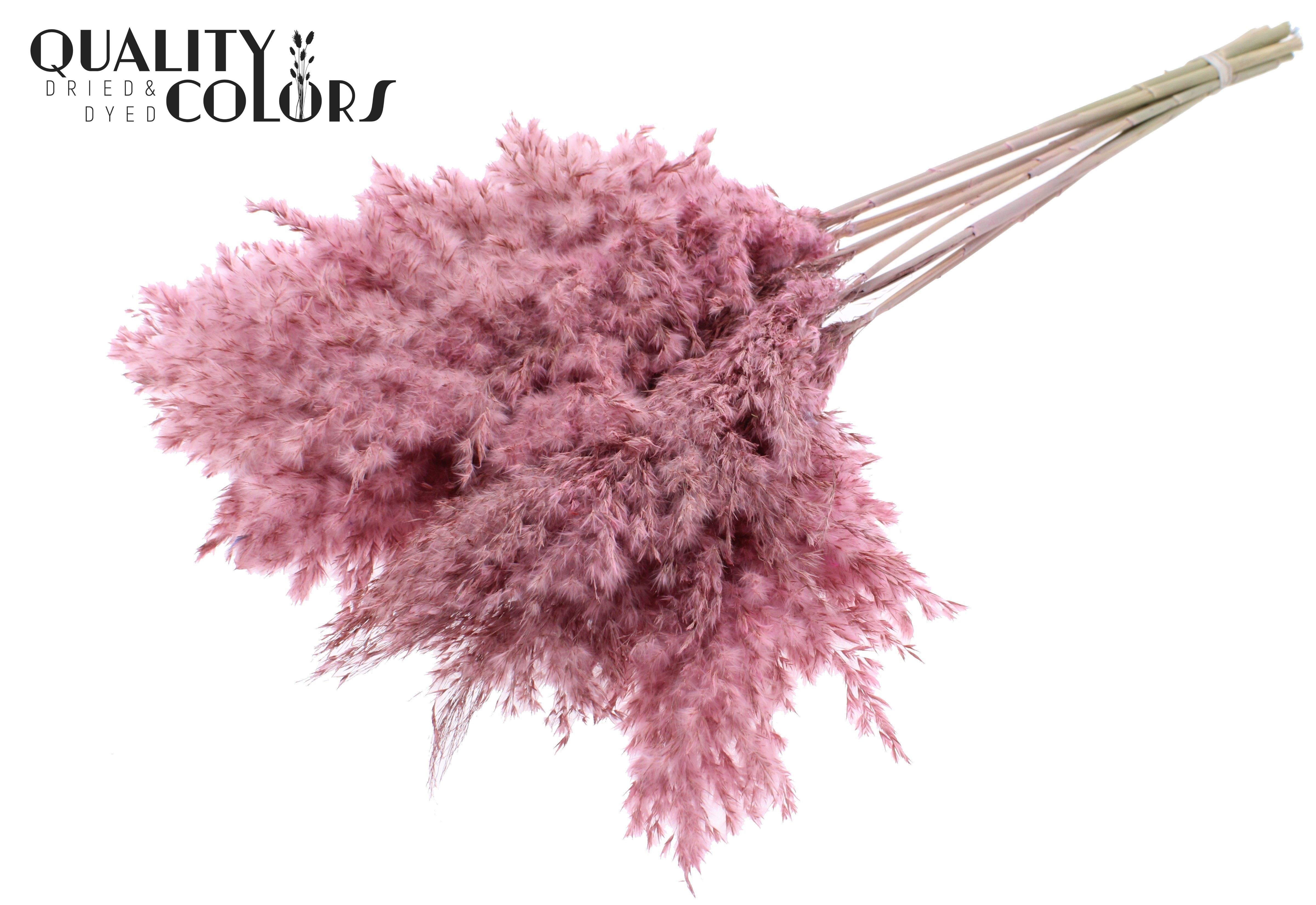 Pampas Grass Frosted Pink Per Bunch 70cm