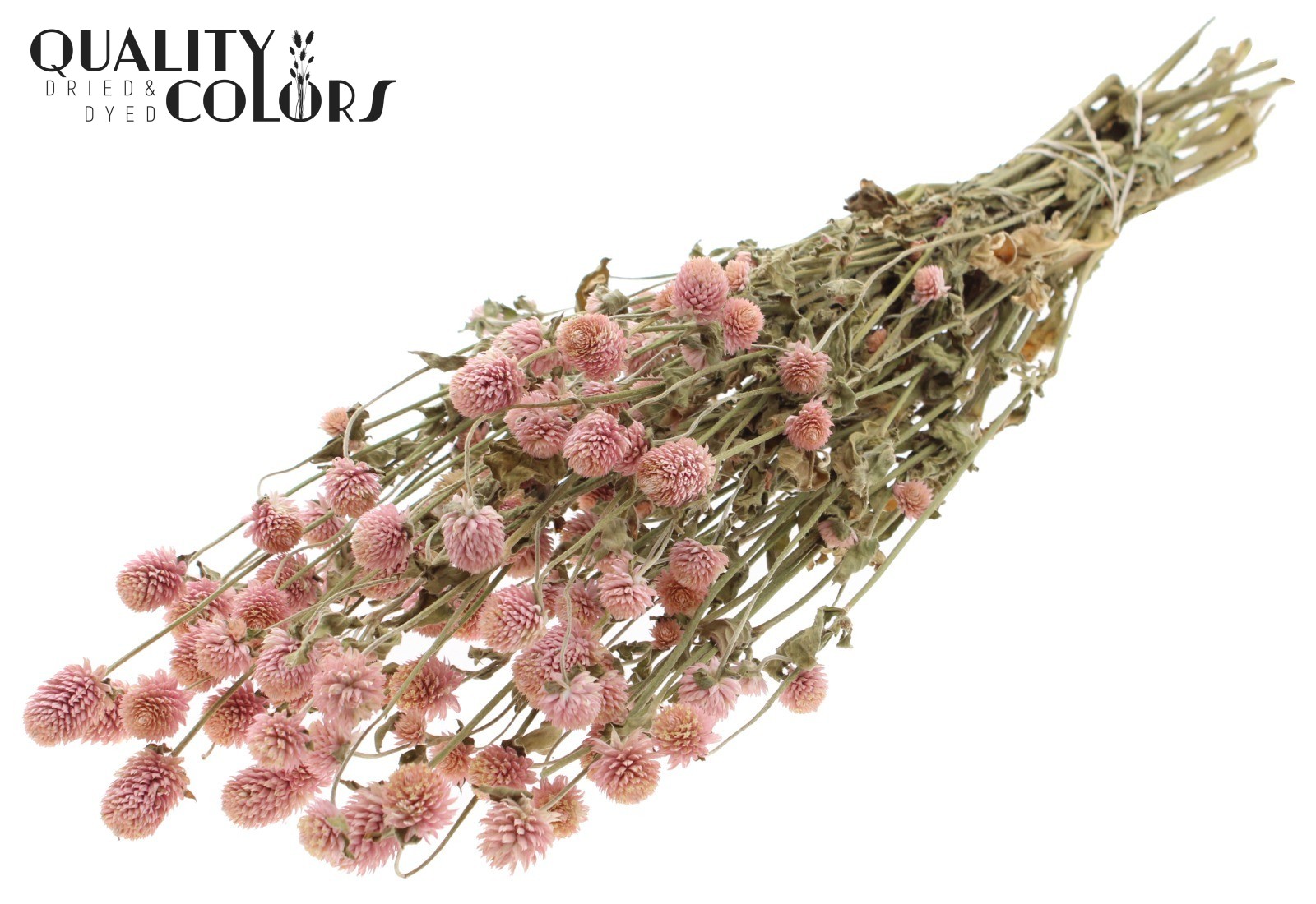 Gomphrena Globosa Natural Pink Per Bunch 55cm