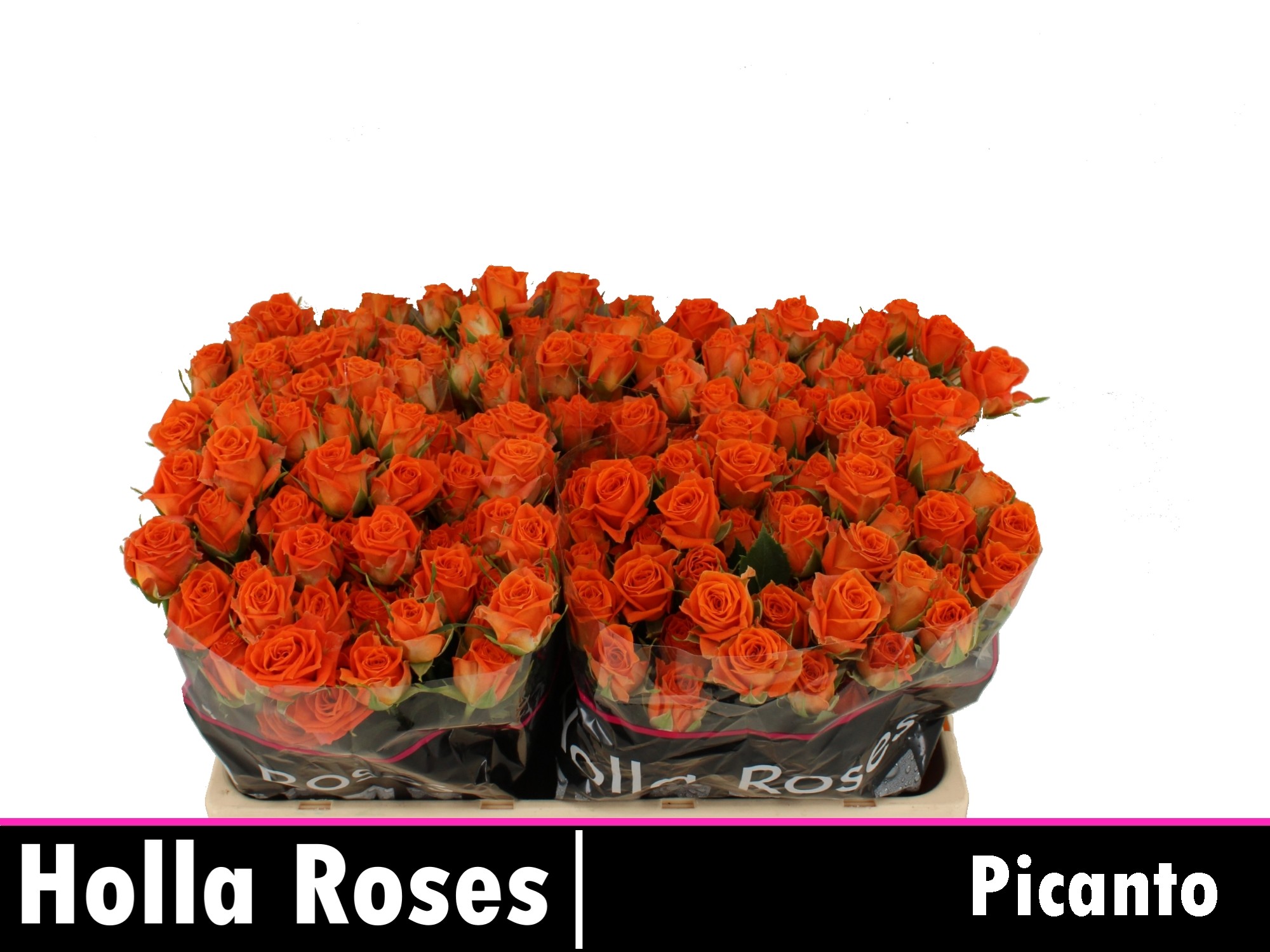 Rosa Spr Picanto 50cm